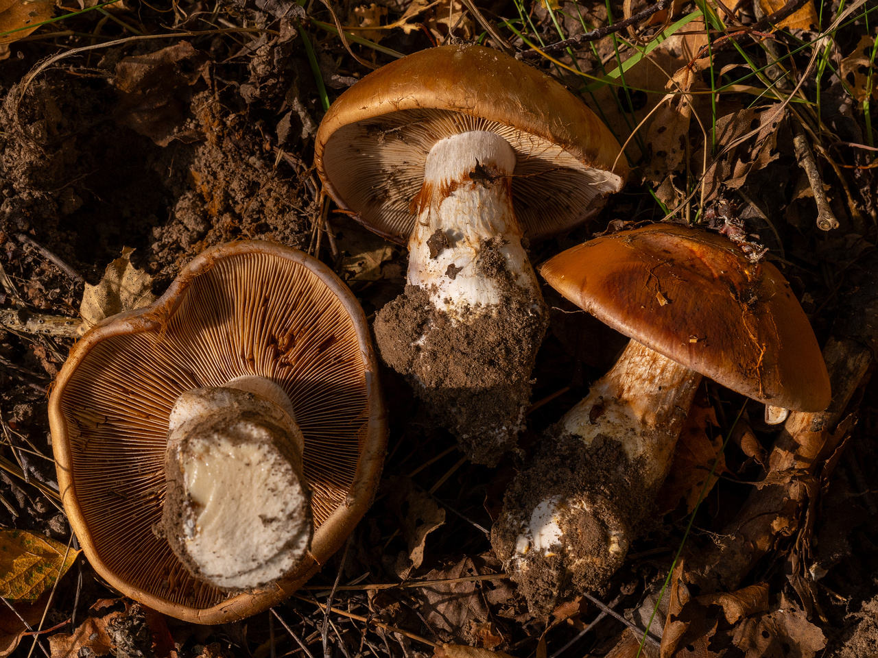 cortinarius-balteatocumatilis_1-17