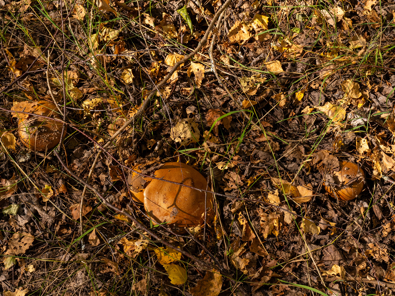 cortinarius-balteatocumatilis_1-2