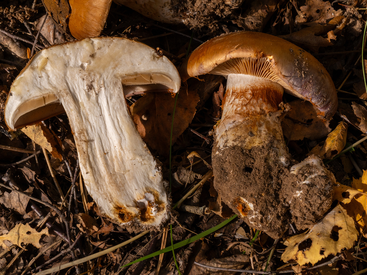 cortinarius-balteatocumatilis_1-20