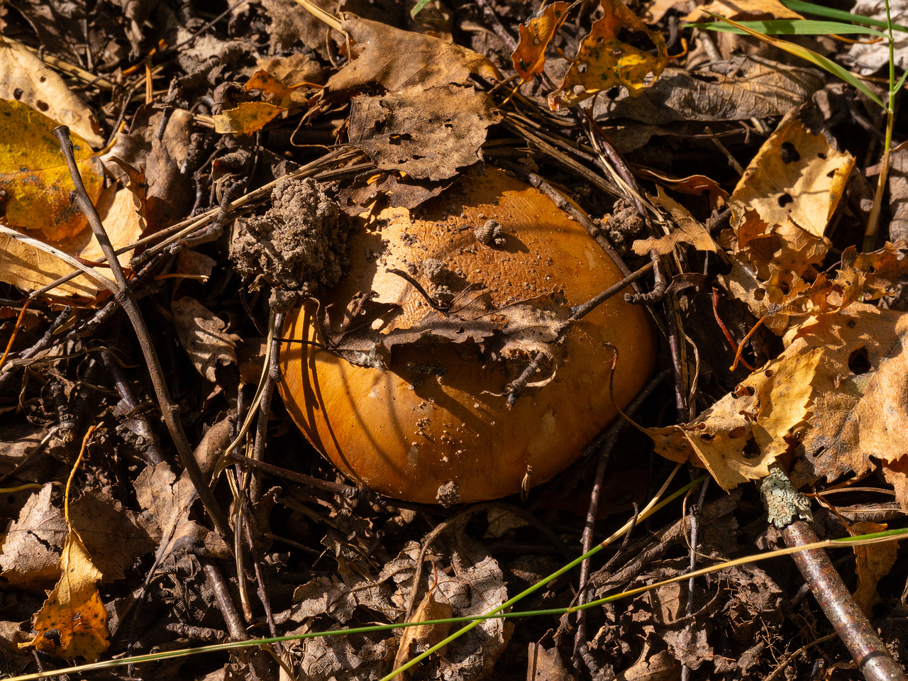 cortinarius-balteatocumatilis_1-3