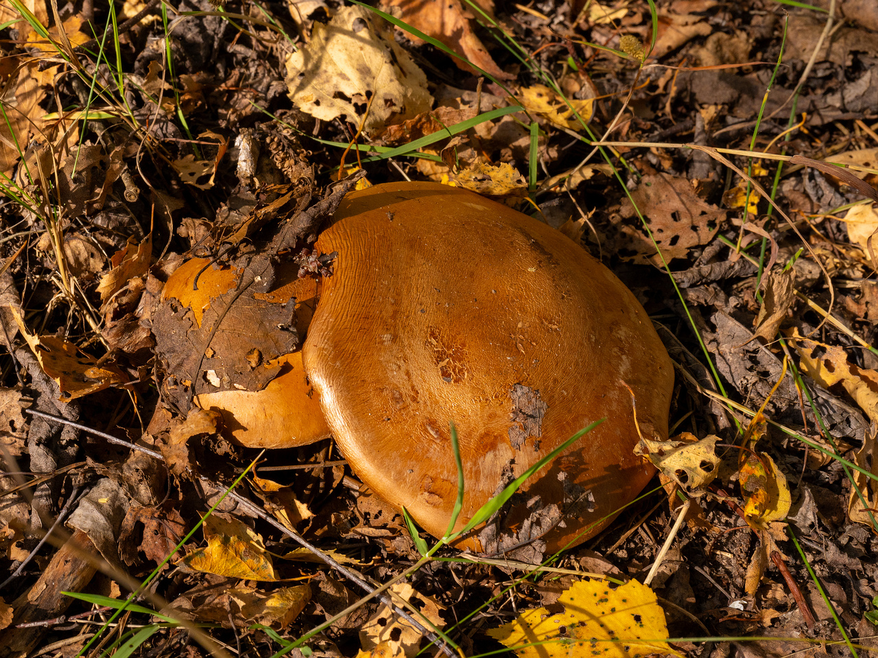 cortinarius-balteatocumatilis_1-4