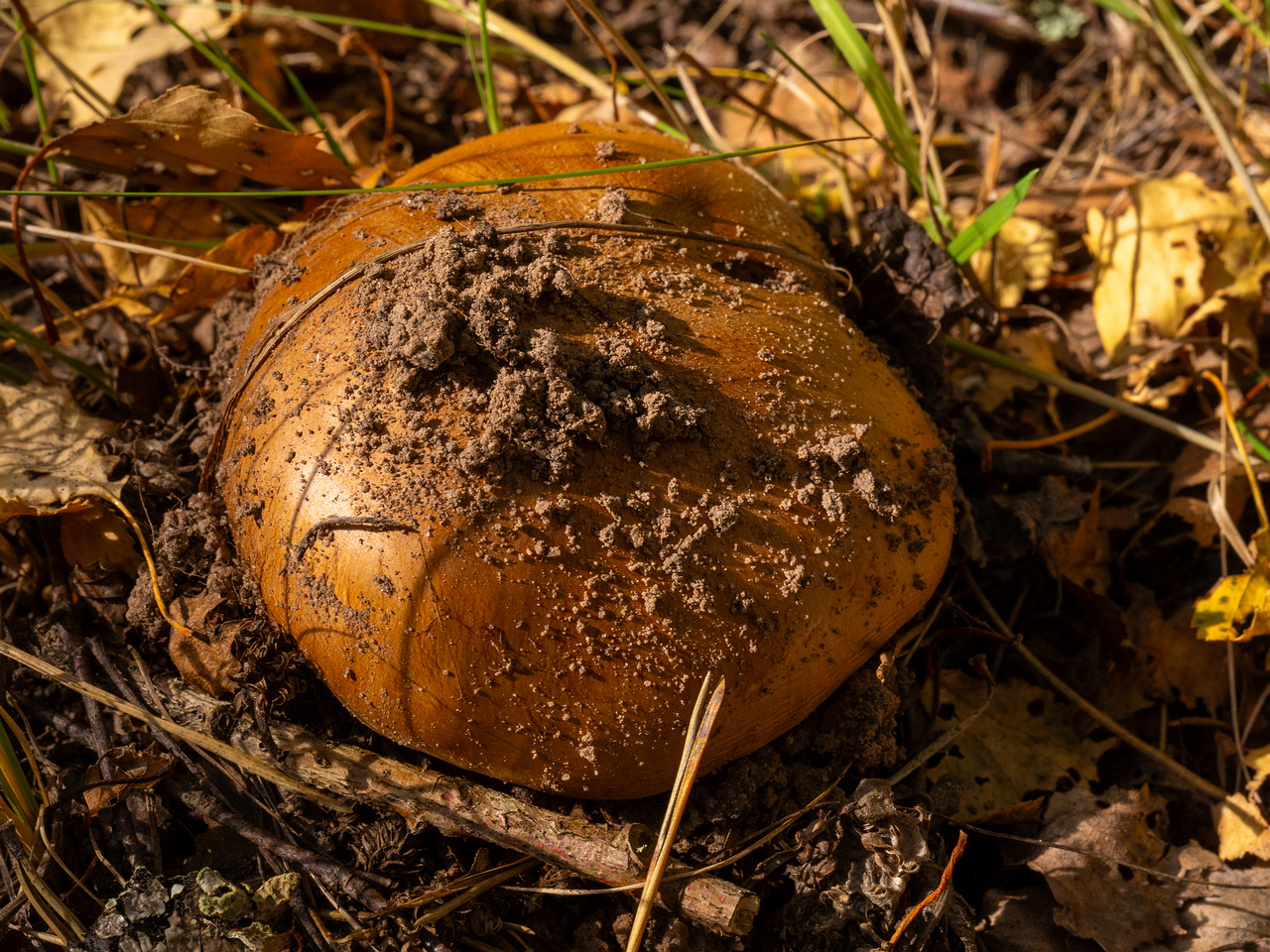 cortinarius-balteatocumatilis_1-5