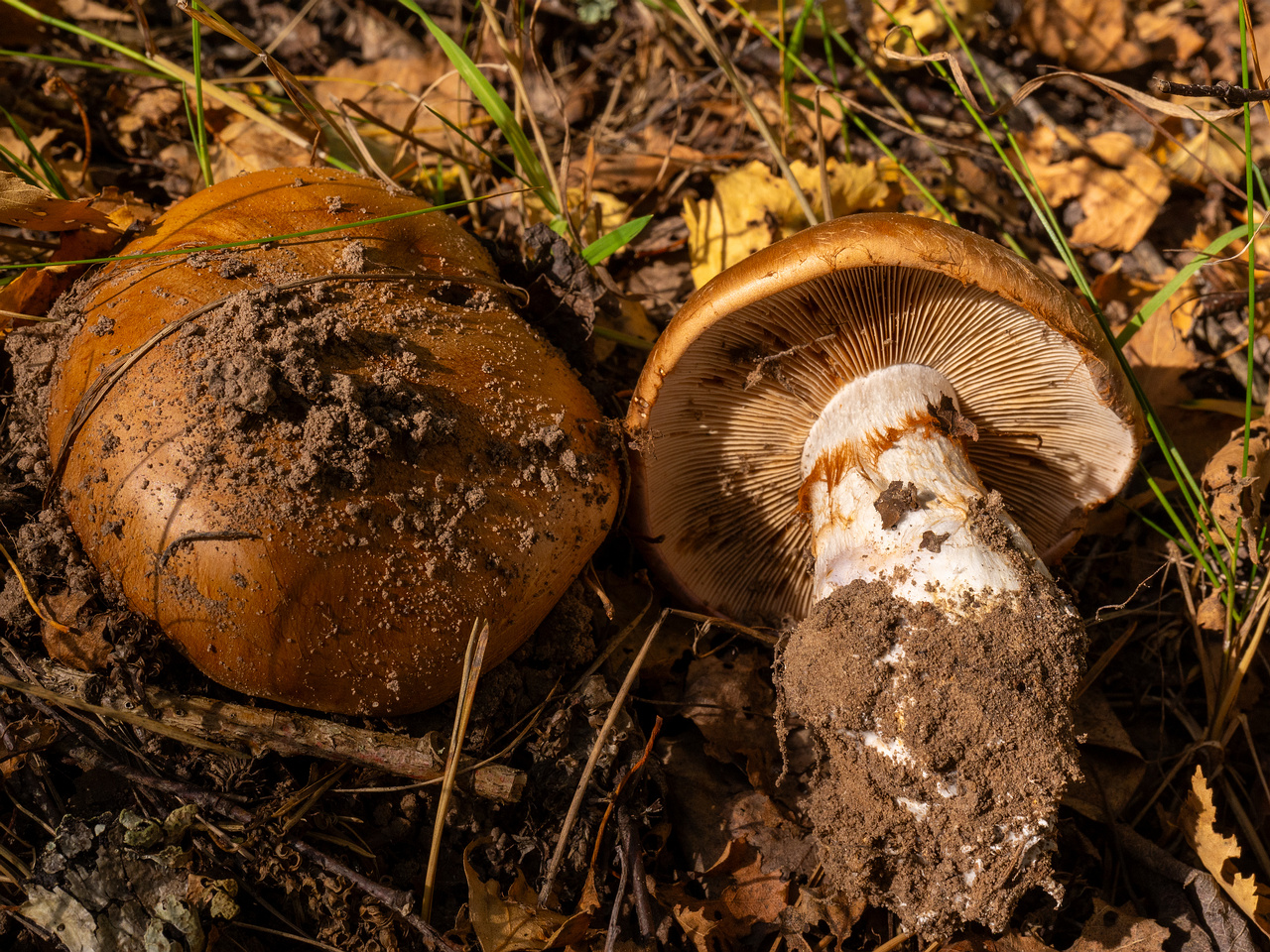 cortinarius-balteatocumatilis_1-6