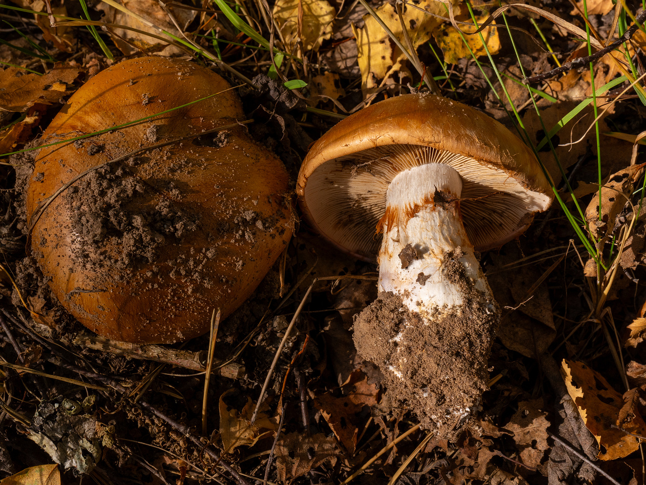 cortinarius-balteatocumatilis_1-7