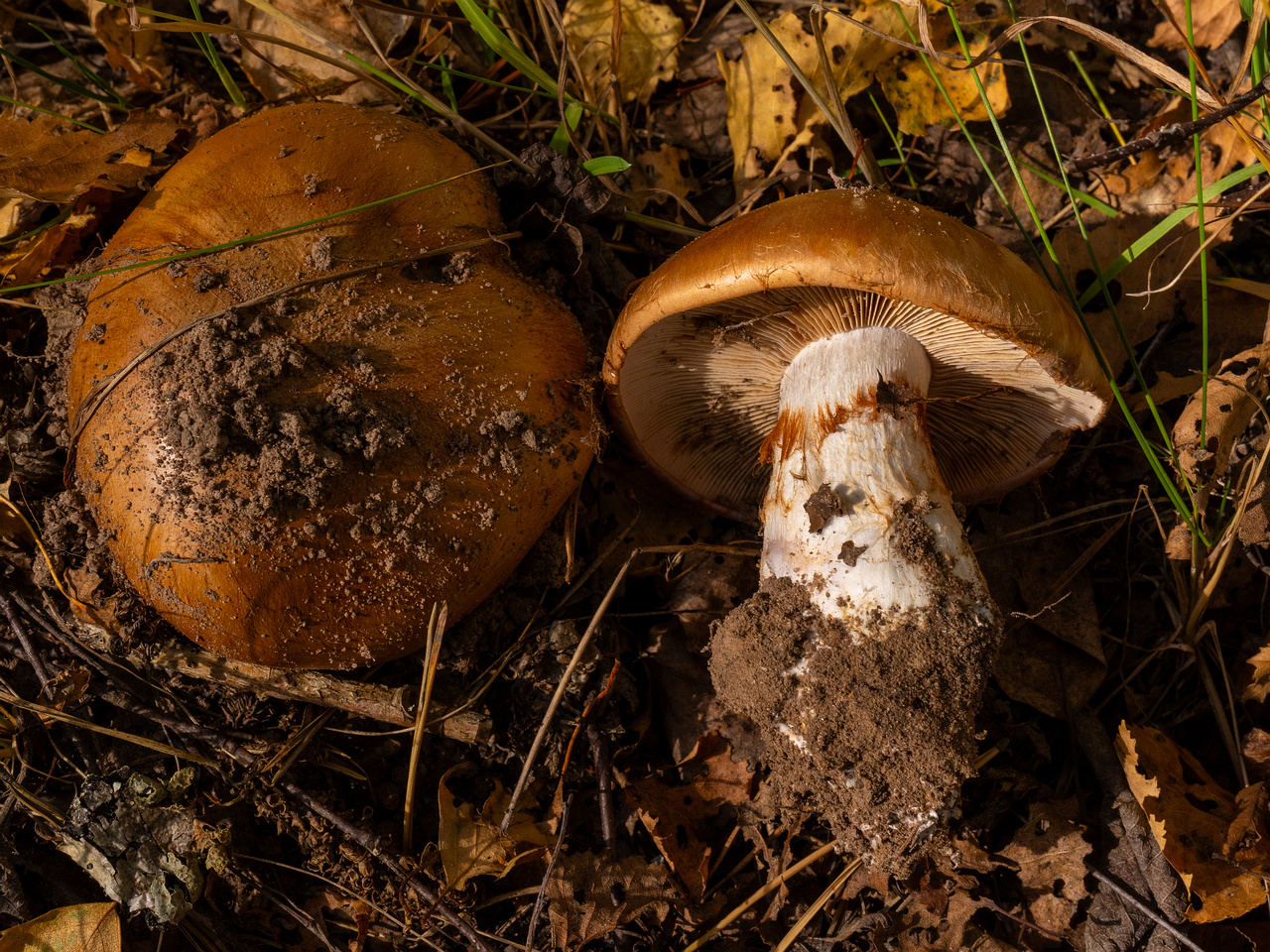 cortinarius-balteatocumatilis_1-8