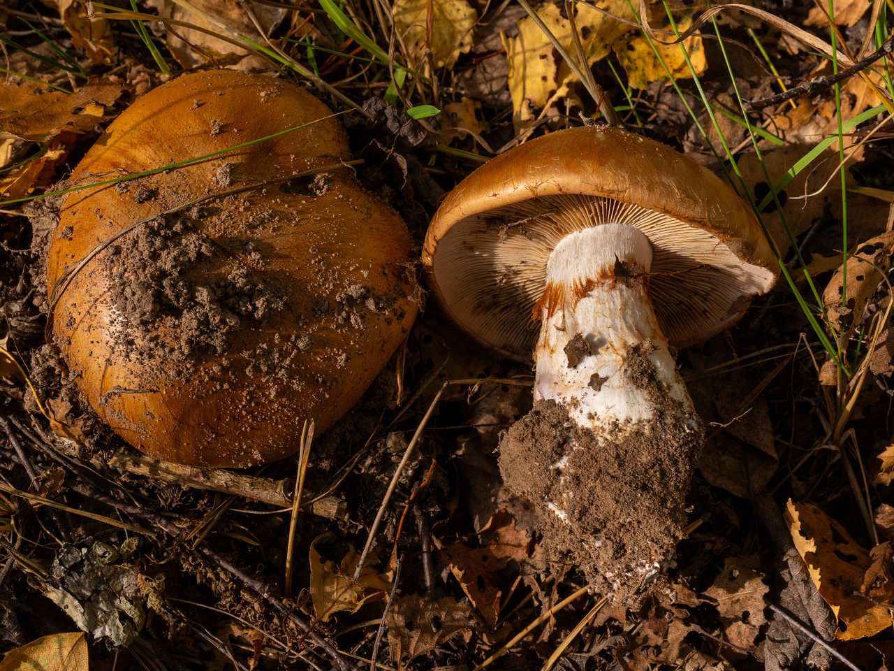 cortinarius-balteatocumatilis_1-9