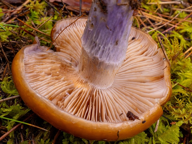 Cortinarius collinitus - Паутинник голубоствольный - Blue Staining Cortinarius - Blauender Schleimkopf