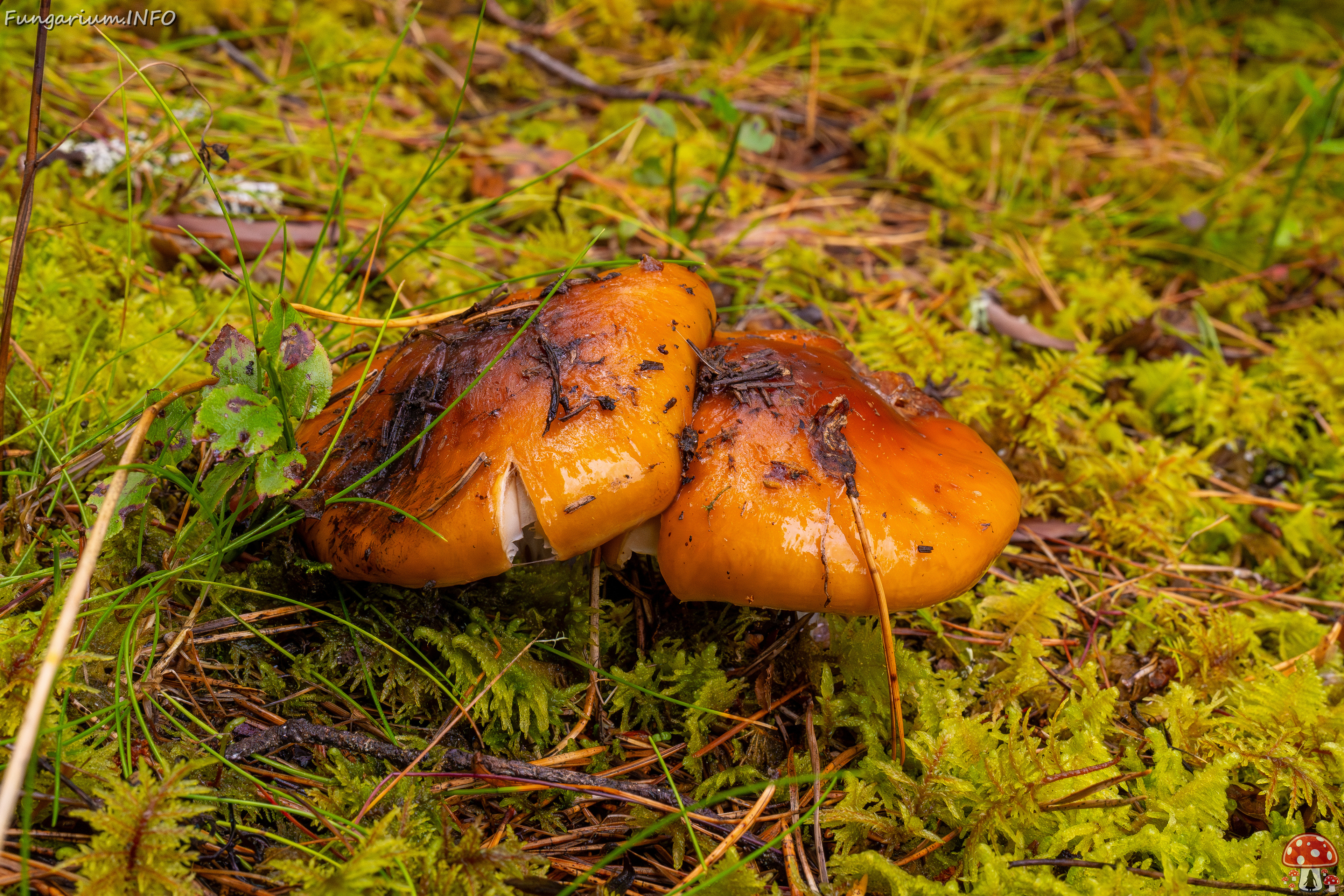 cortinarius-collinitus_1-1 