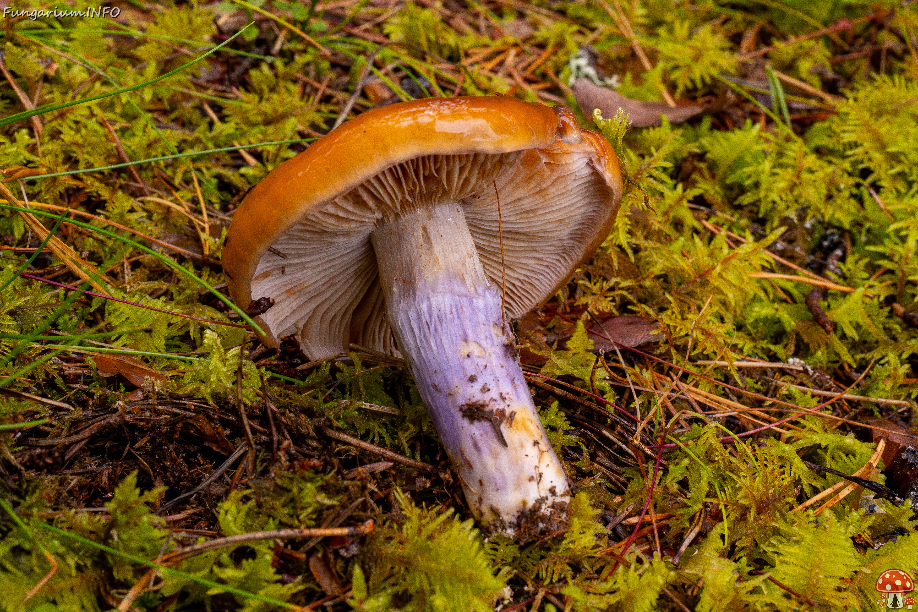 cortinarius-collinitus_1-10 