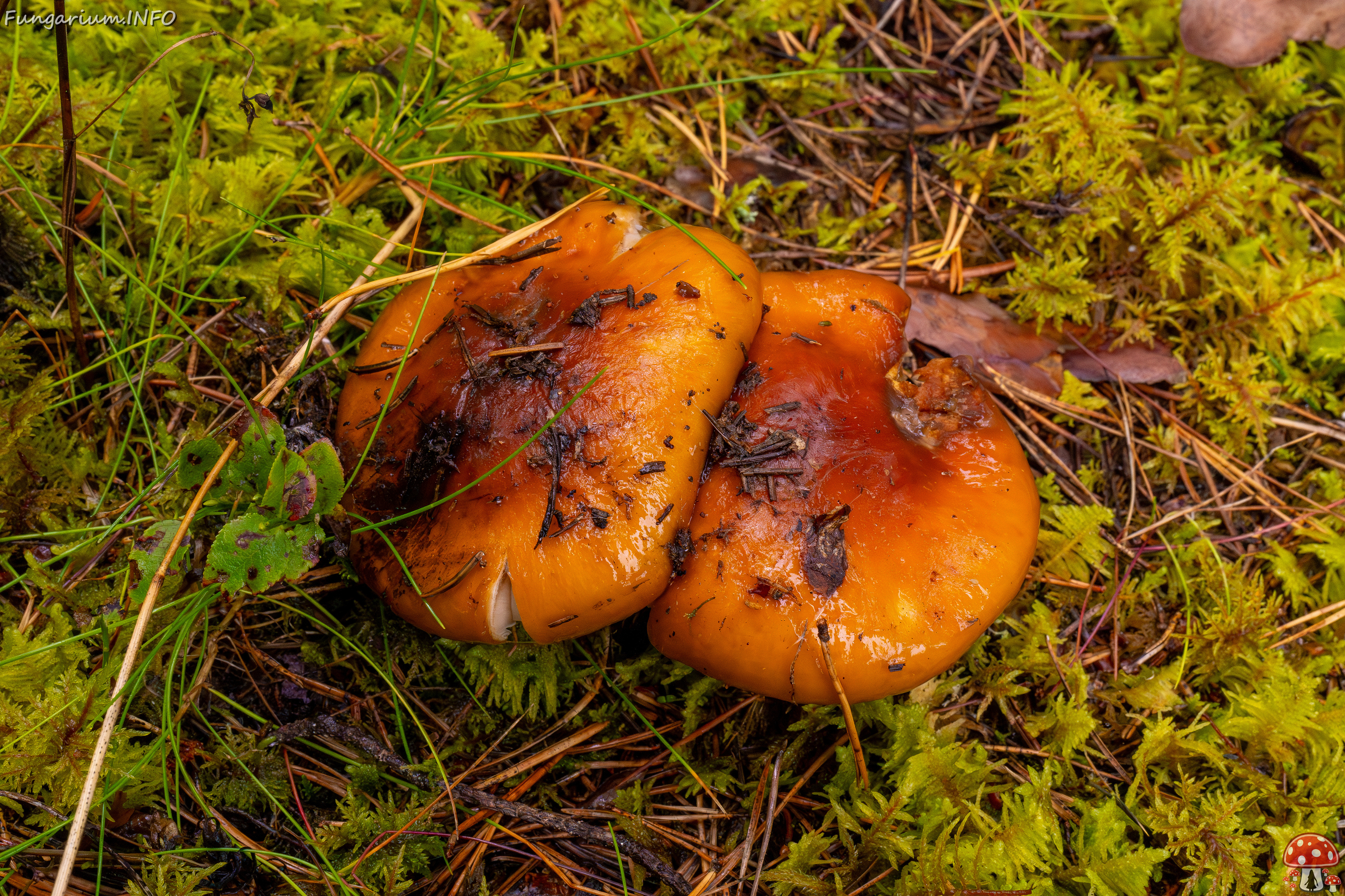 cortinarius-collinitus_1-4 