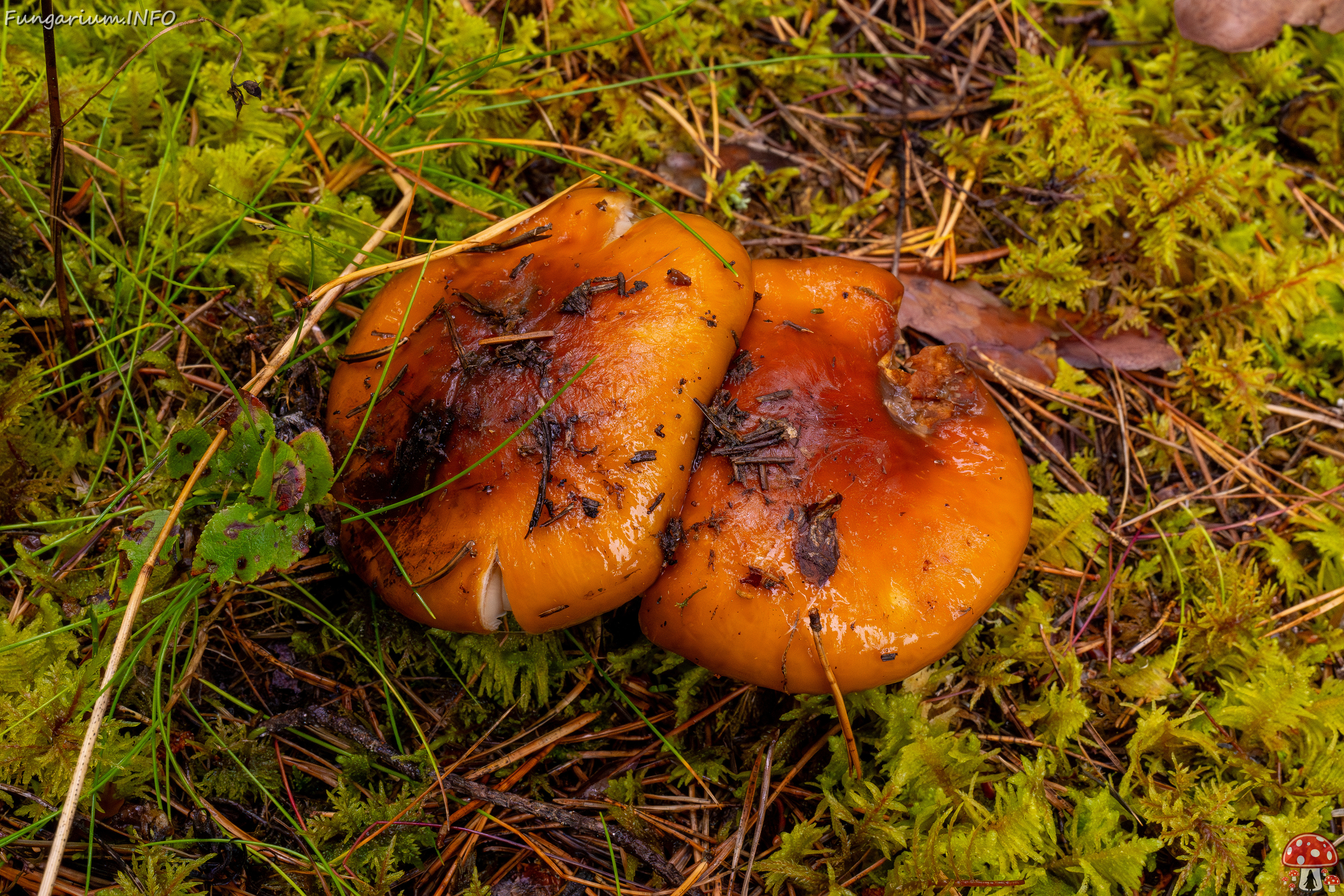 cortinarius-collinitus_1-5 