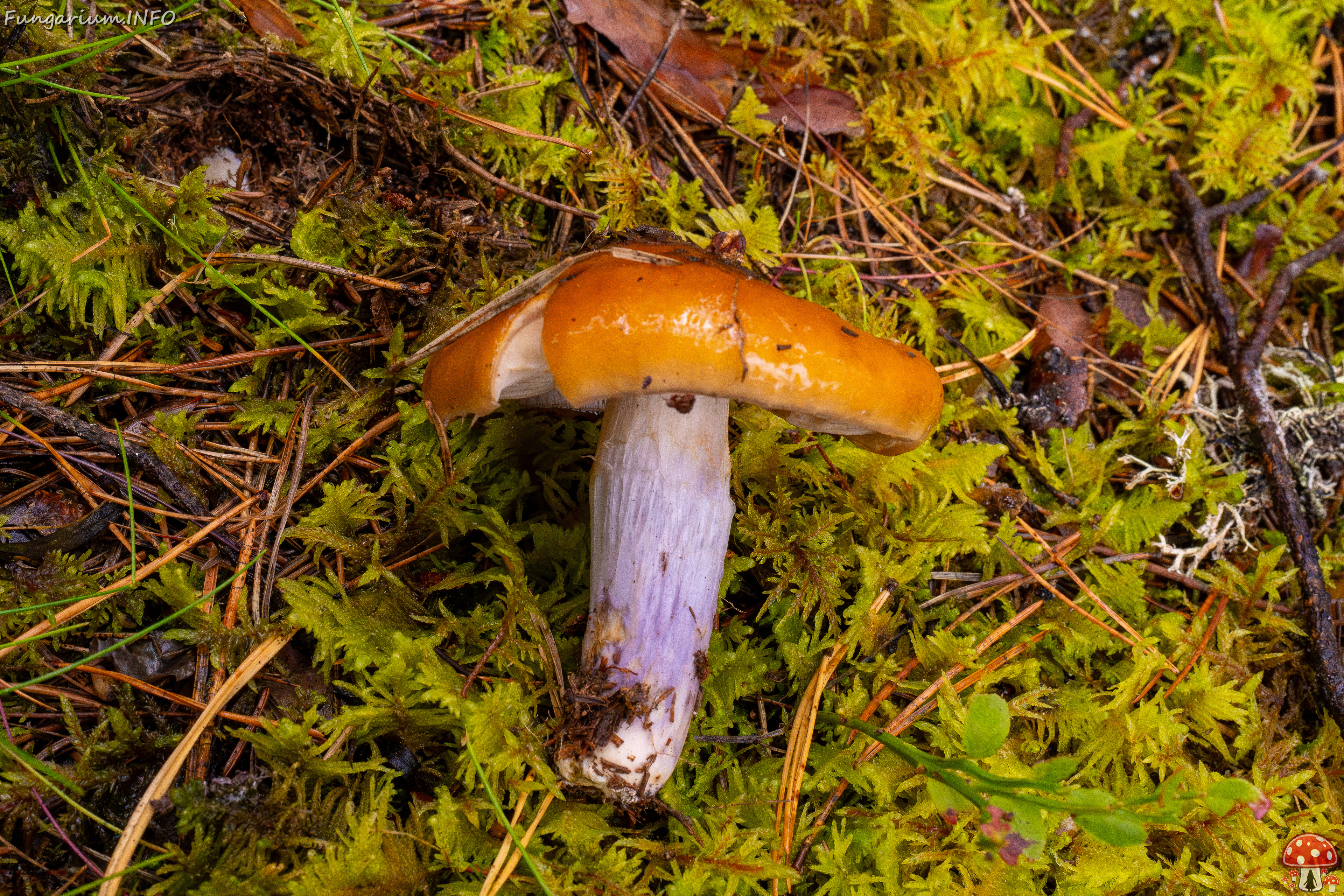 cortinarius-collinitus_1-6 