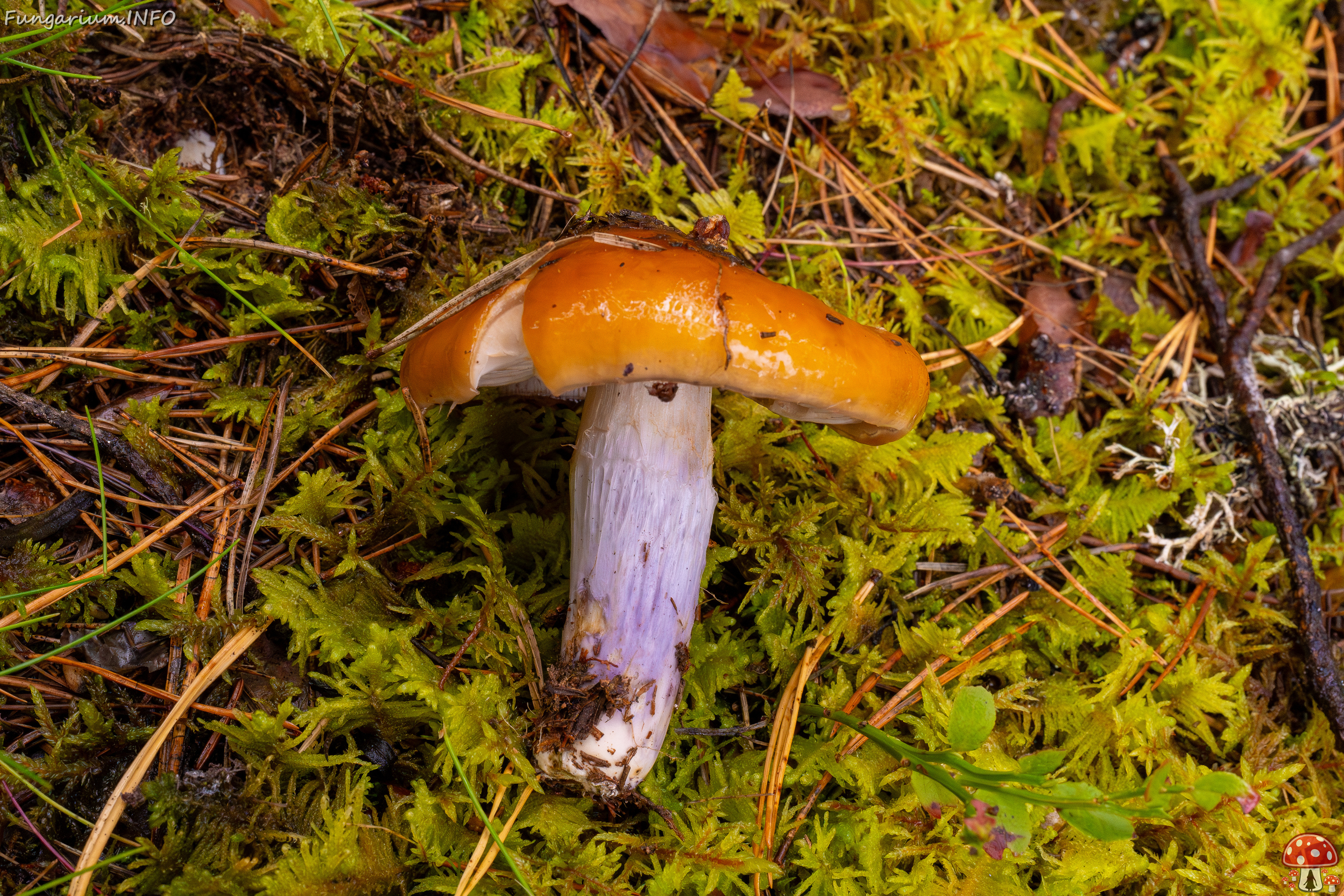 cortinarius-collinitus_1-7 