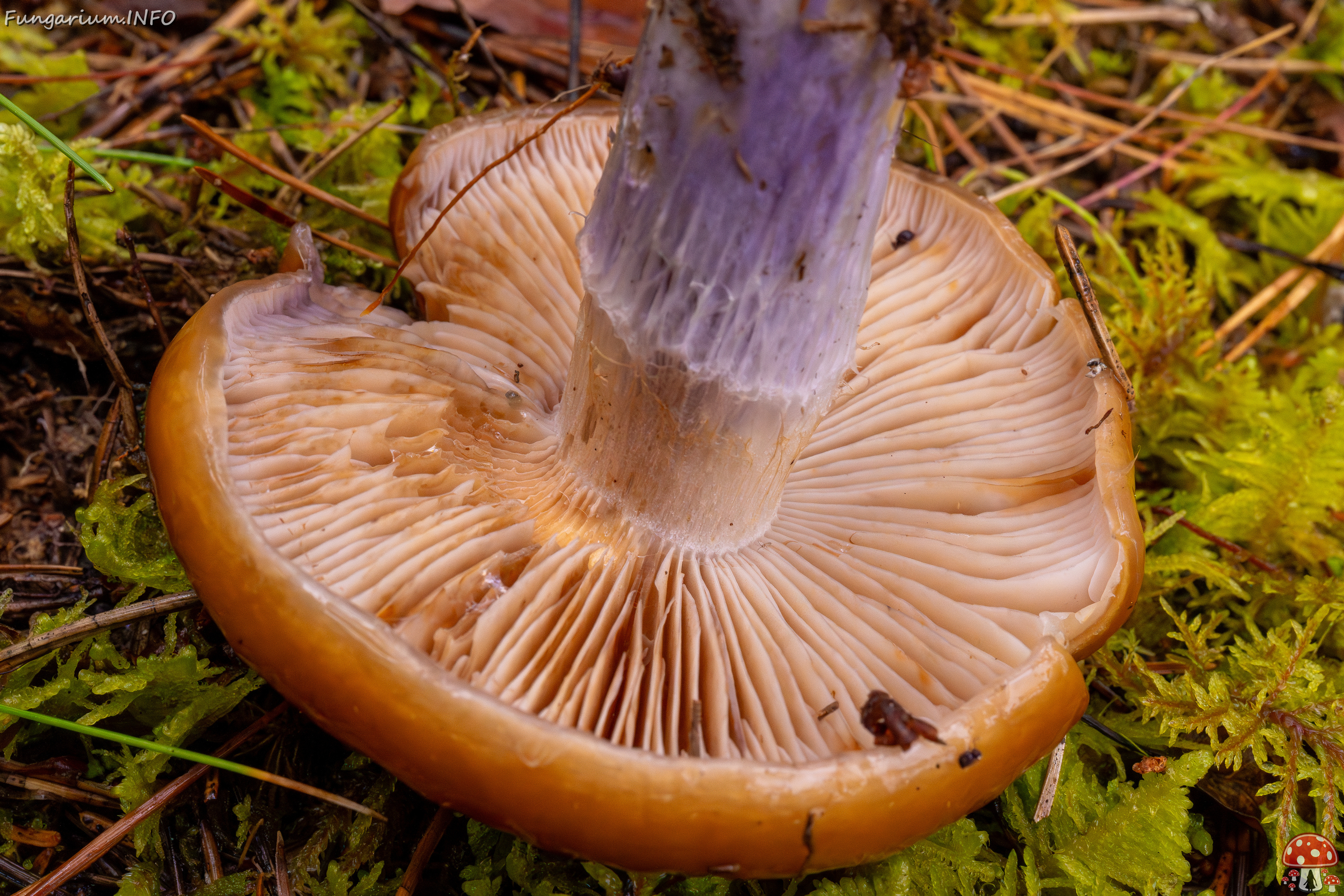 cortinarius-collinitus_1-8 