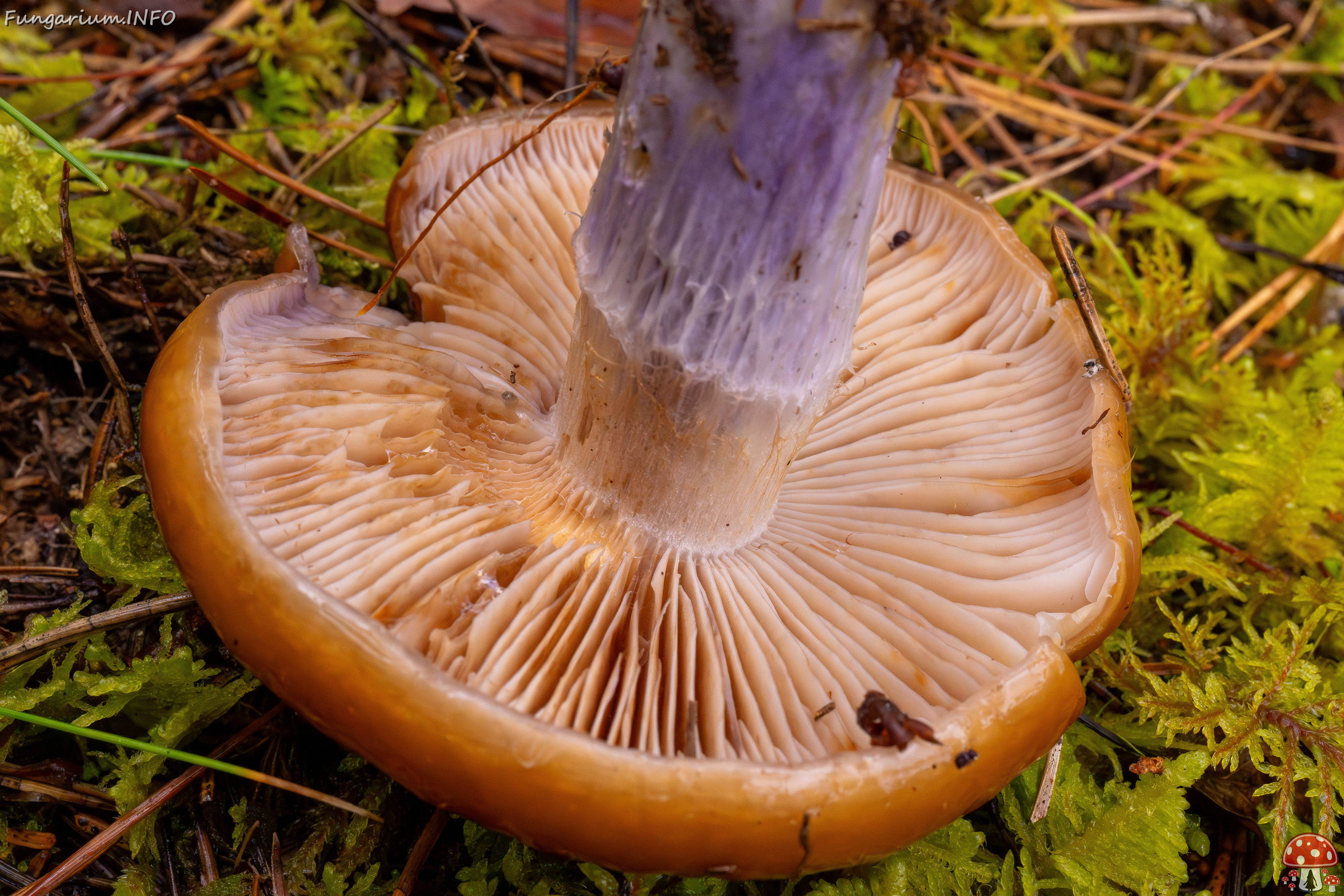 cortinarius-collinitus_1-9 