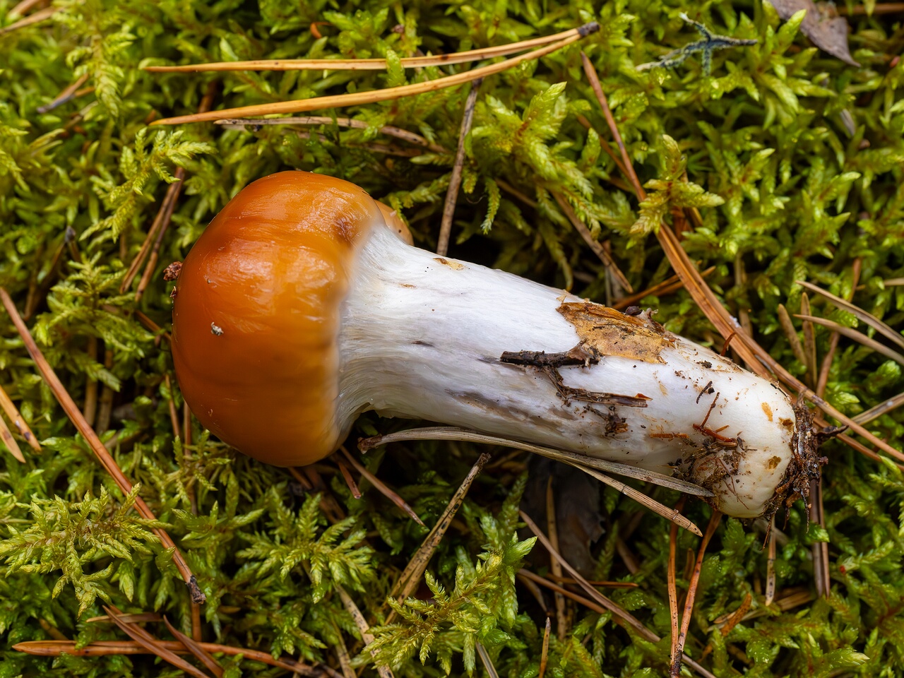 Cortinarius collinitus _2026-08-30_1-1