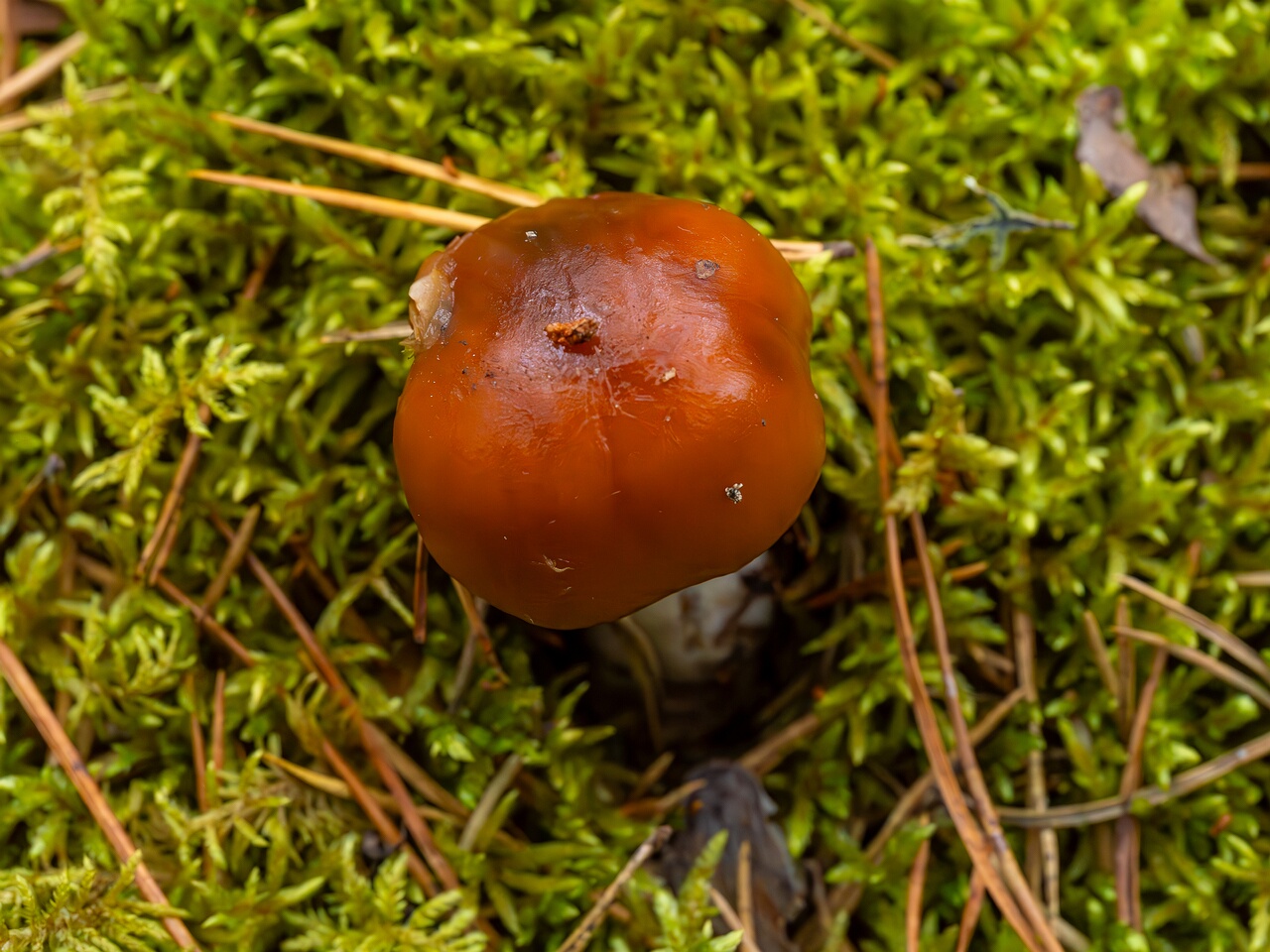 Cortinarius collinitus _2026-08-30_1-2