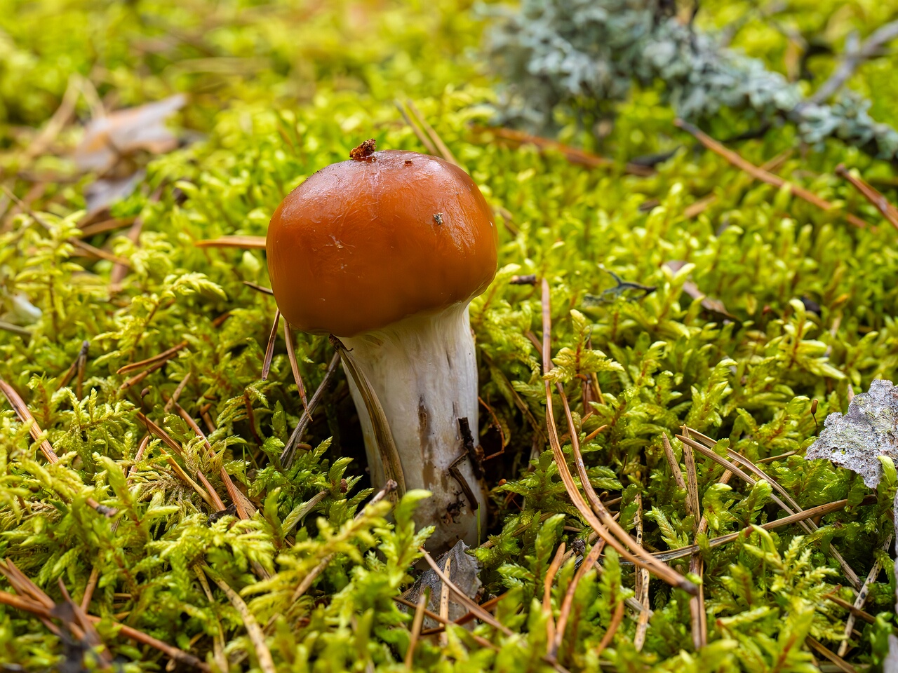 Cortinarius collinitus _2026-08-30_1-3