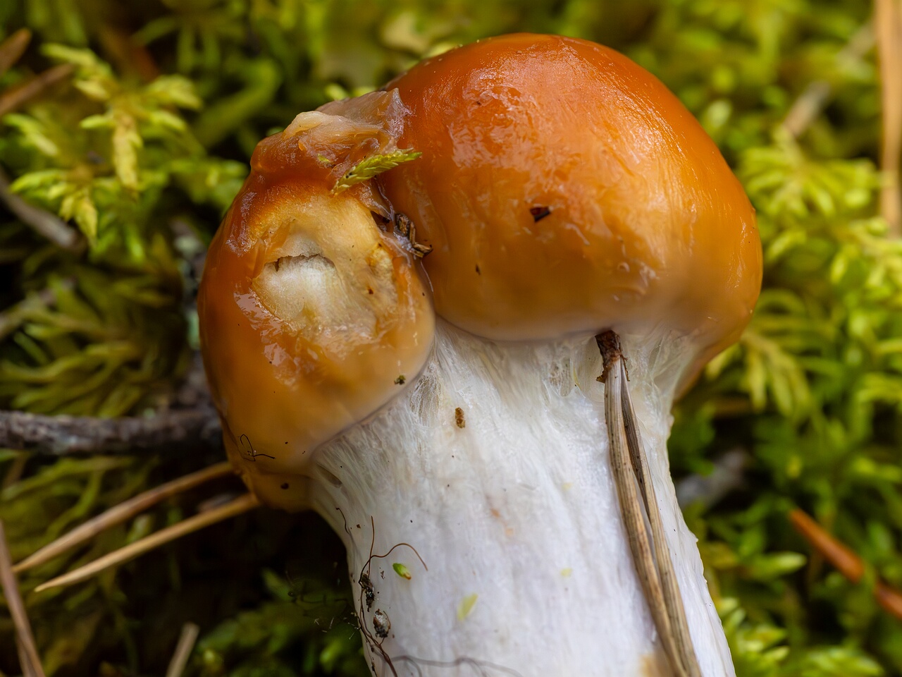Cortinarius collinitus _2026-08-30_1-4
