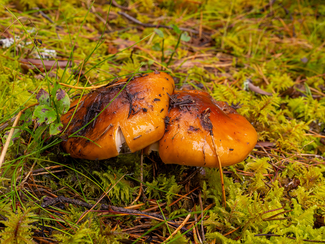 cortinarius-collinitus_1-1