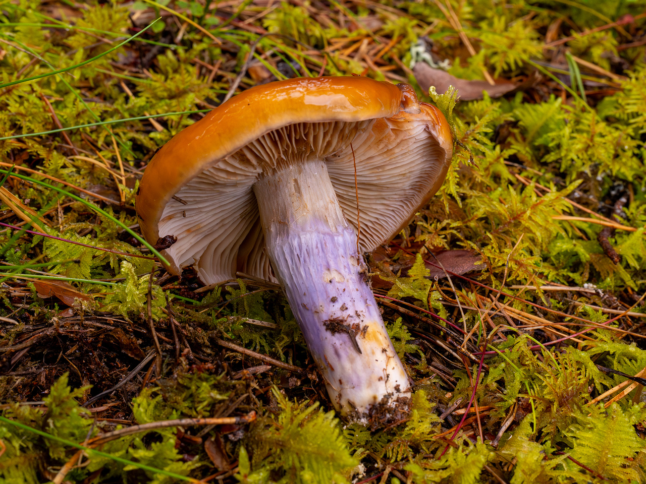 cortinarius-collinitus_1-10