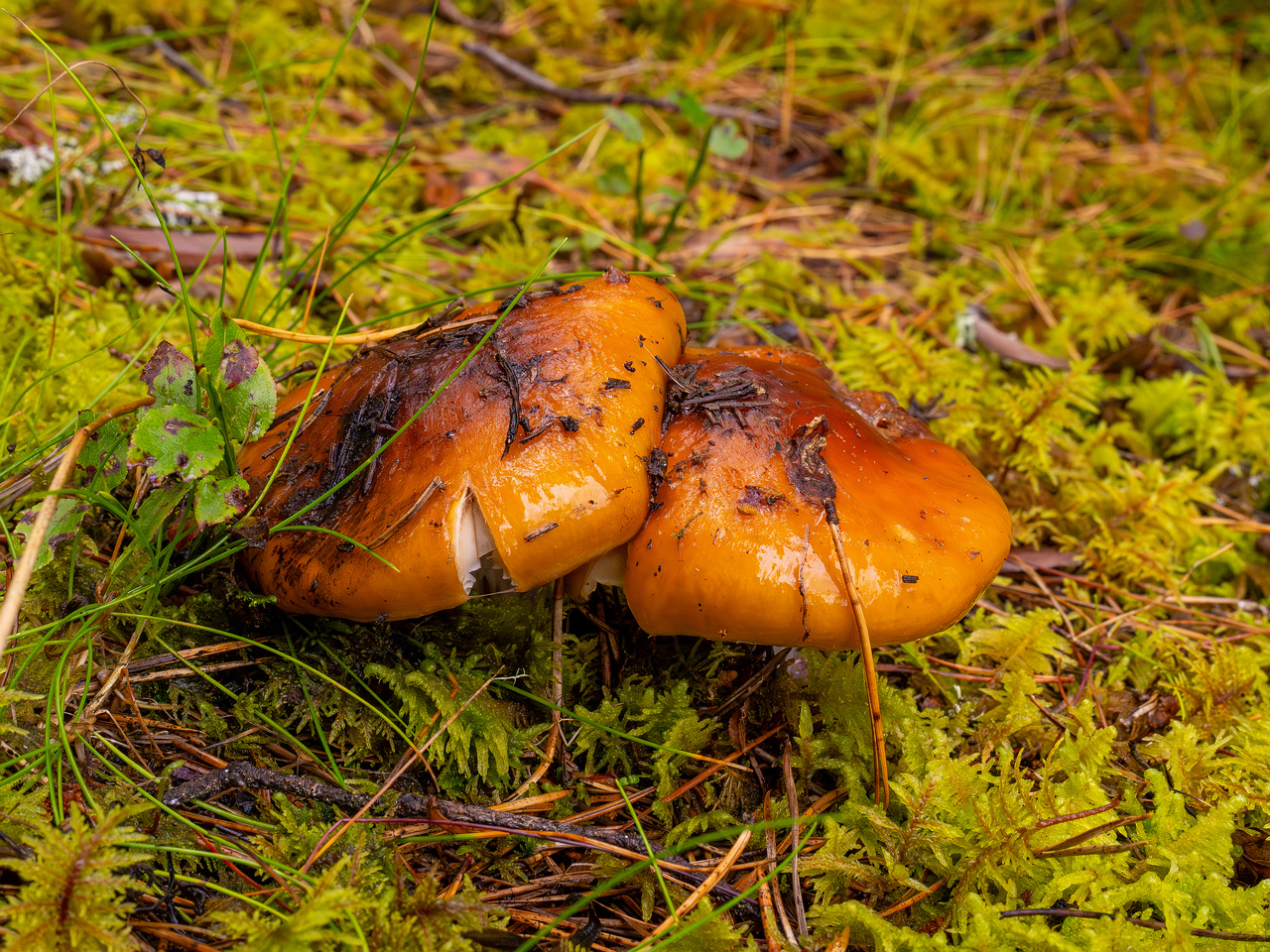 cortinarius-collinitus_1-2