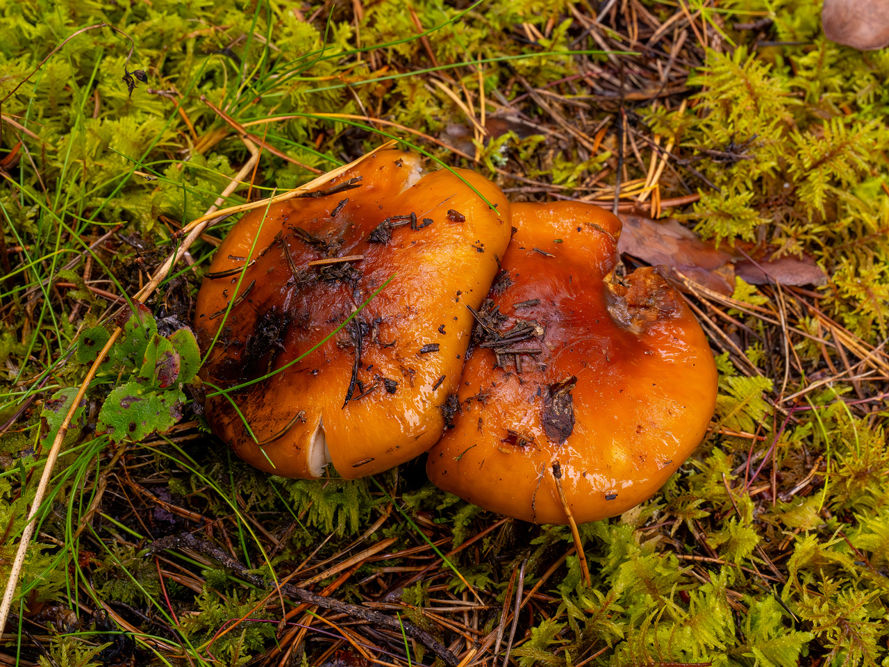 cortinarius-collinitus_1-4