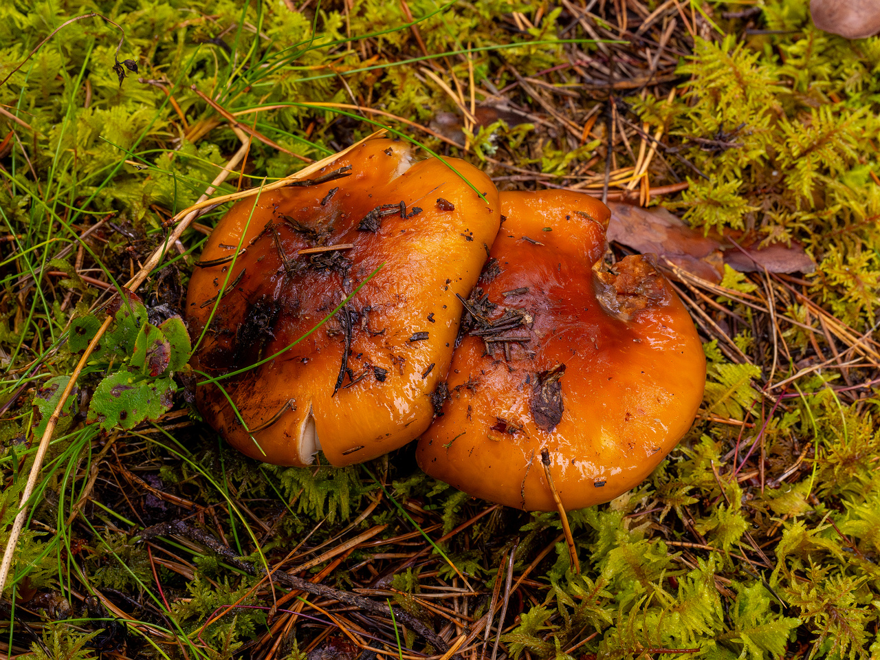 cortinarius-collinitus_1-5