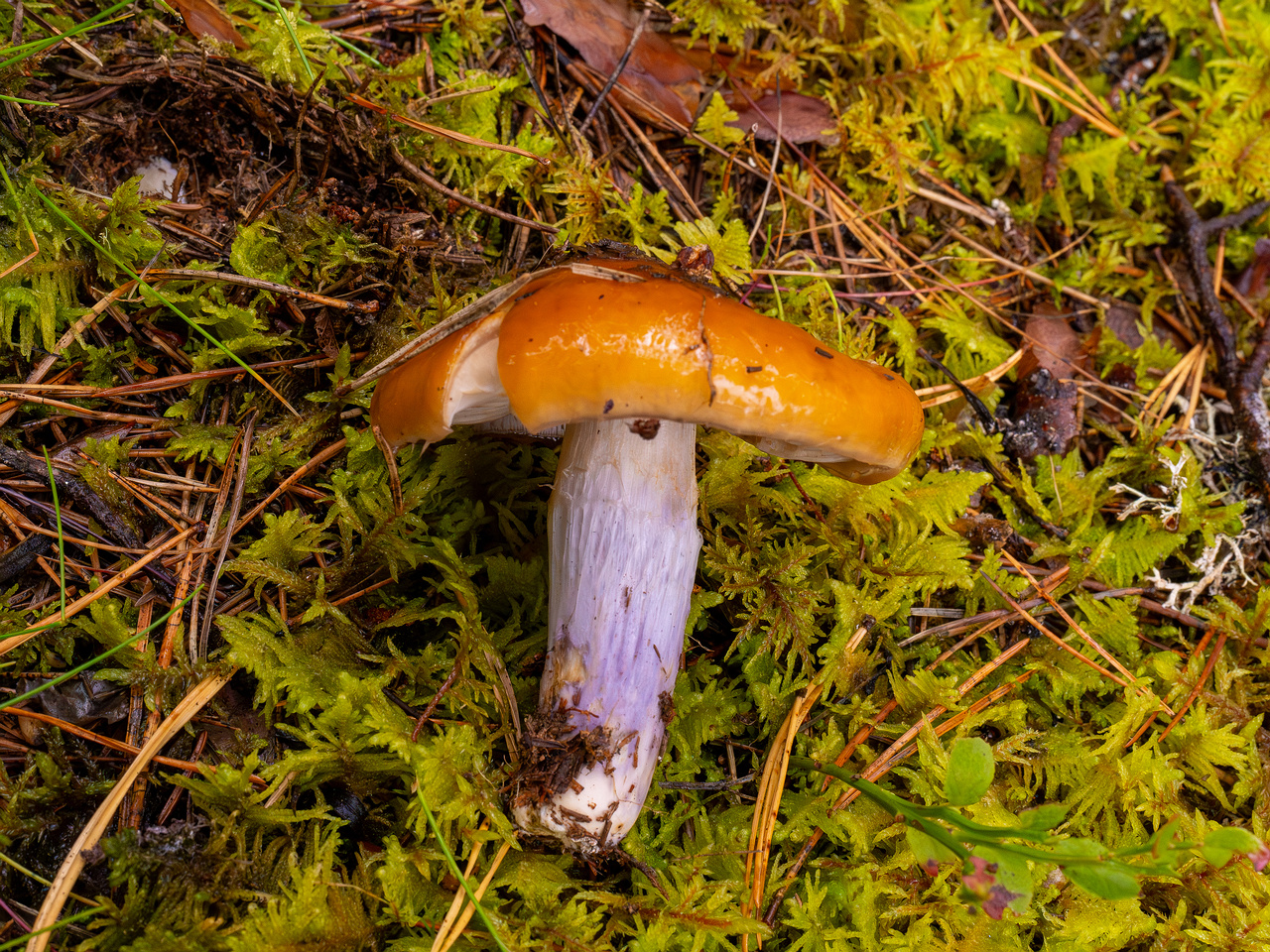 cortinarius-collinitus_1-6