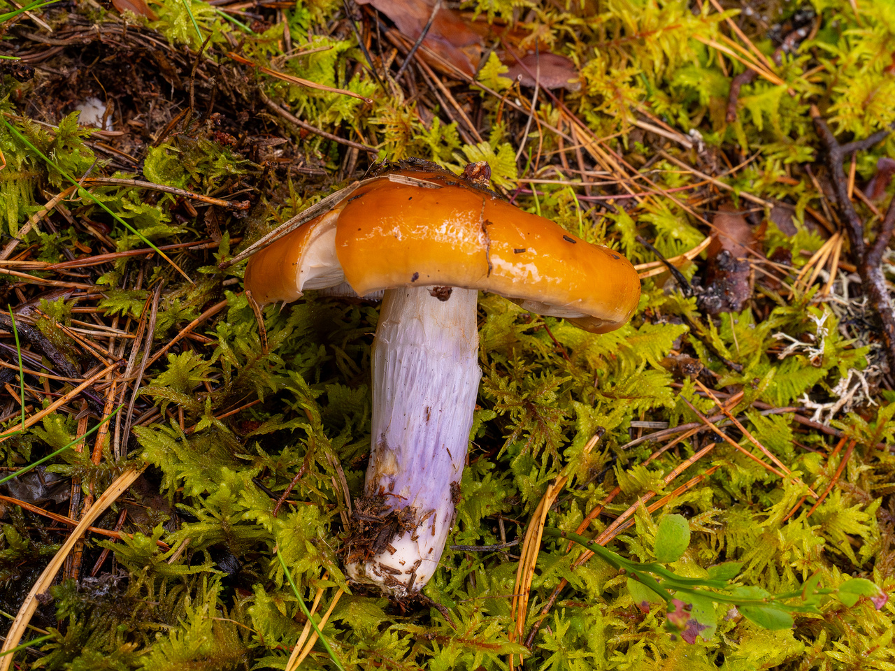 cortinarius-collinitus_1-7