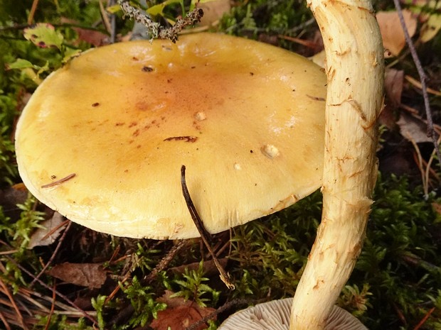 Cortinarius triumphans - Паутинник желтый - Golden Webcap - Goldgelber Zärtling