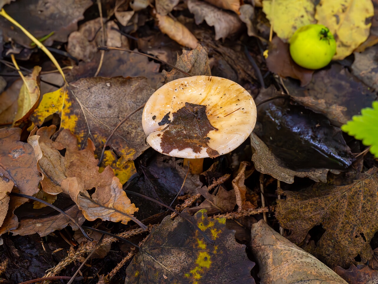 Cortinarius varius _2026-09-19_1-1
