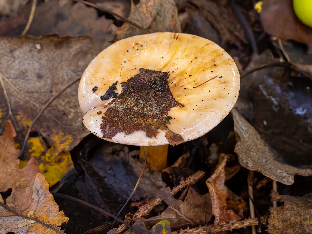 Cortinarius varius _2026-09-19_1-2
