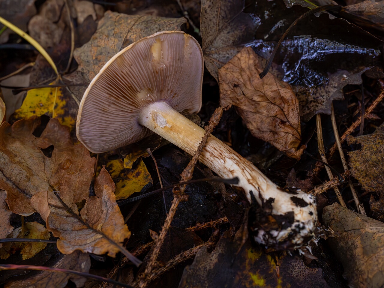 Cortinarius varius _2026-09-19_1-4