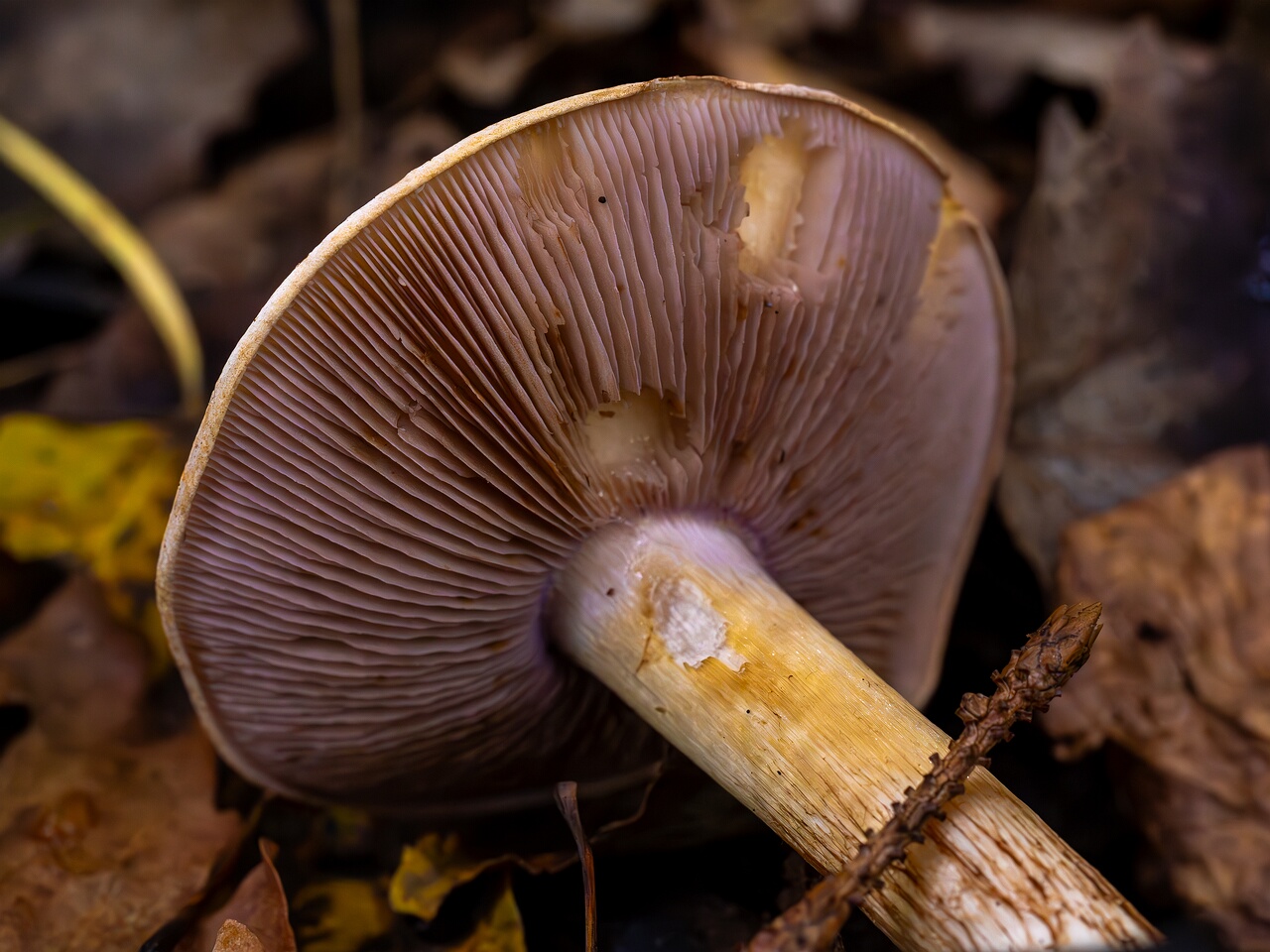 Cortinarius varius _2026-09-19_1-5