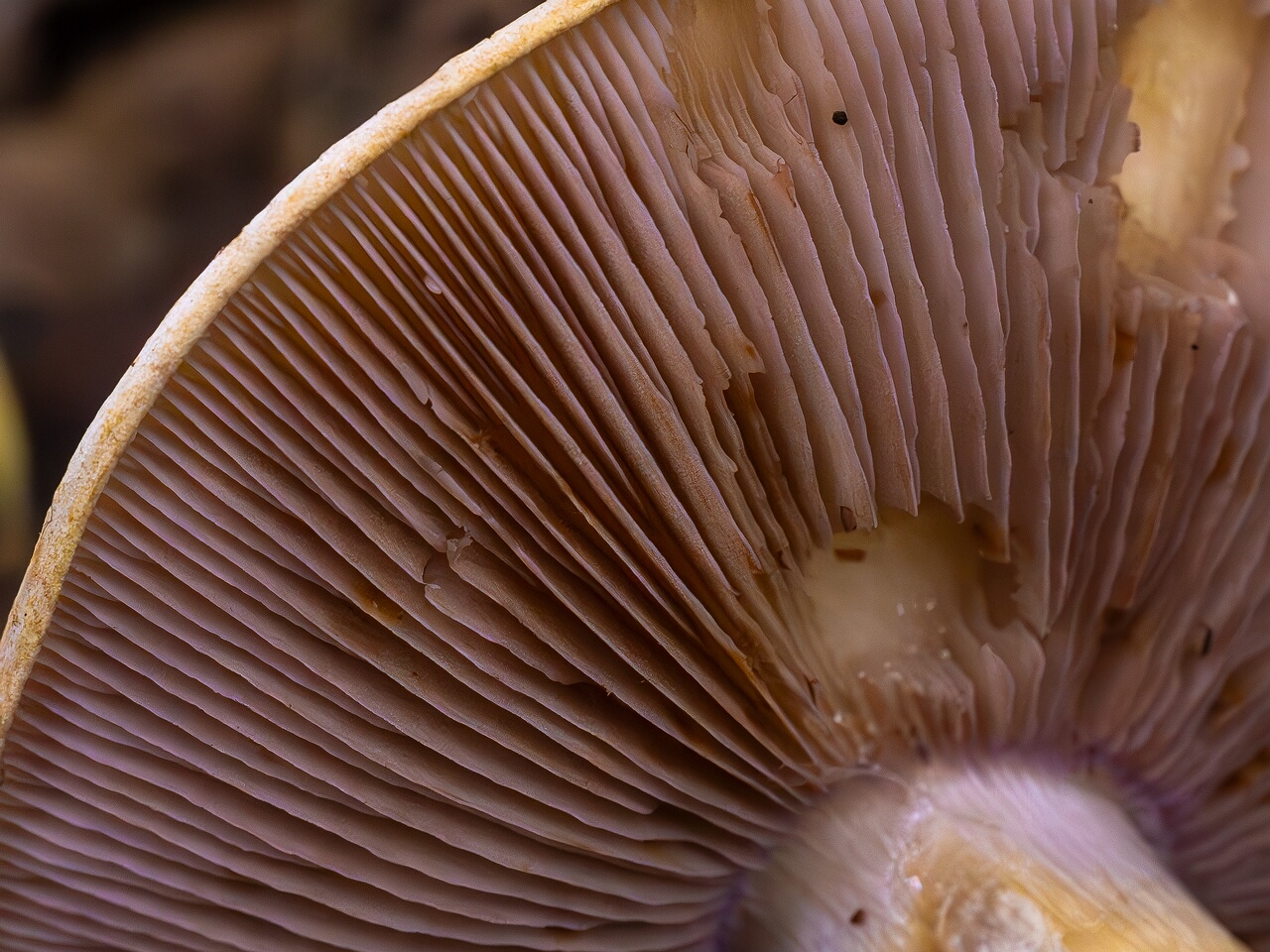 Cortinarius varius _2026-09-19_1-6