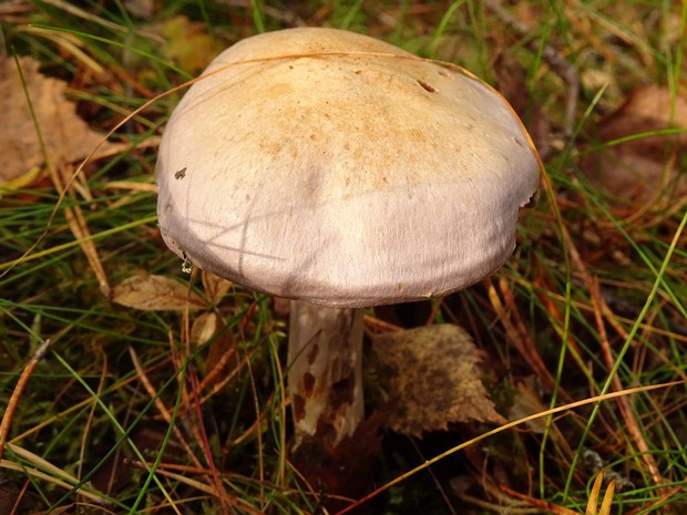 Cortinarius camphoratus - Паутинник камфорный - Camphor Cortinarius - Kampfer-Schleierling