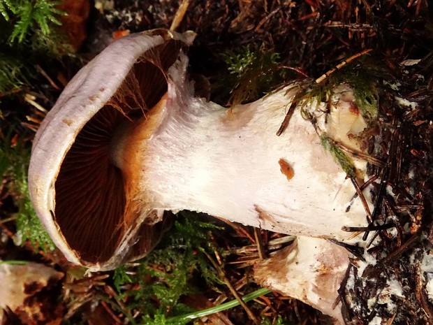 Cortinarius traganus - Паутинник козлиный - Goat's-foot Cortinarius - Ziegenfüßiger-Schleierling