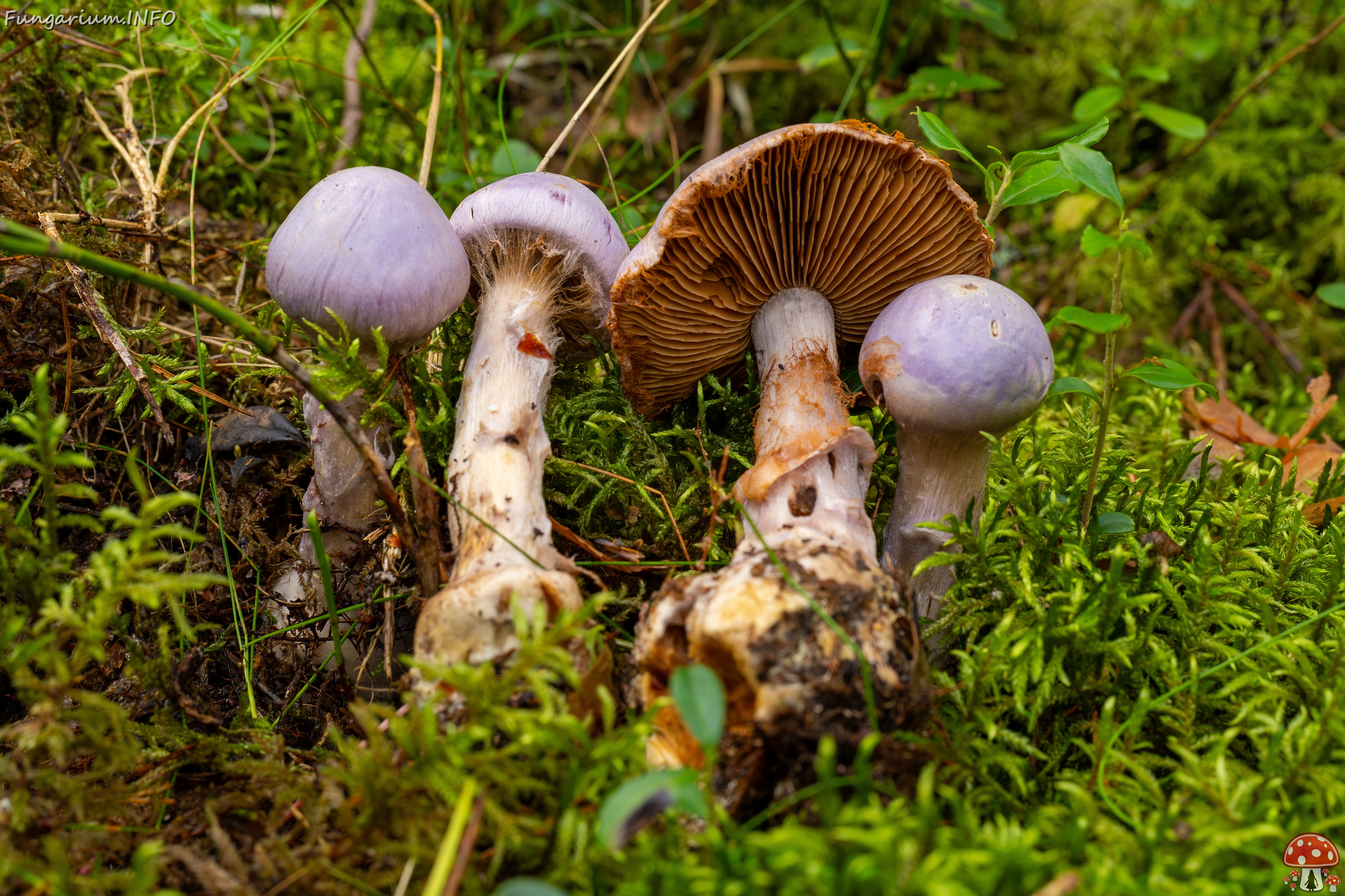 Cortinarius traganus _2025-09-06_1-10 