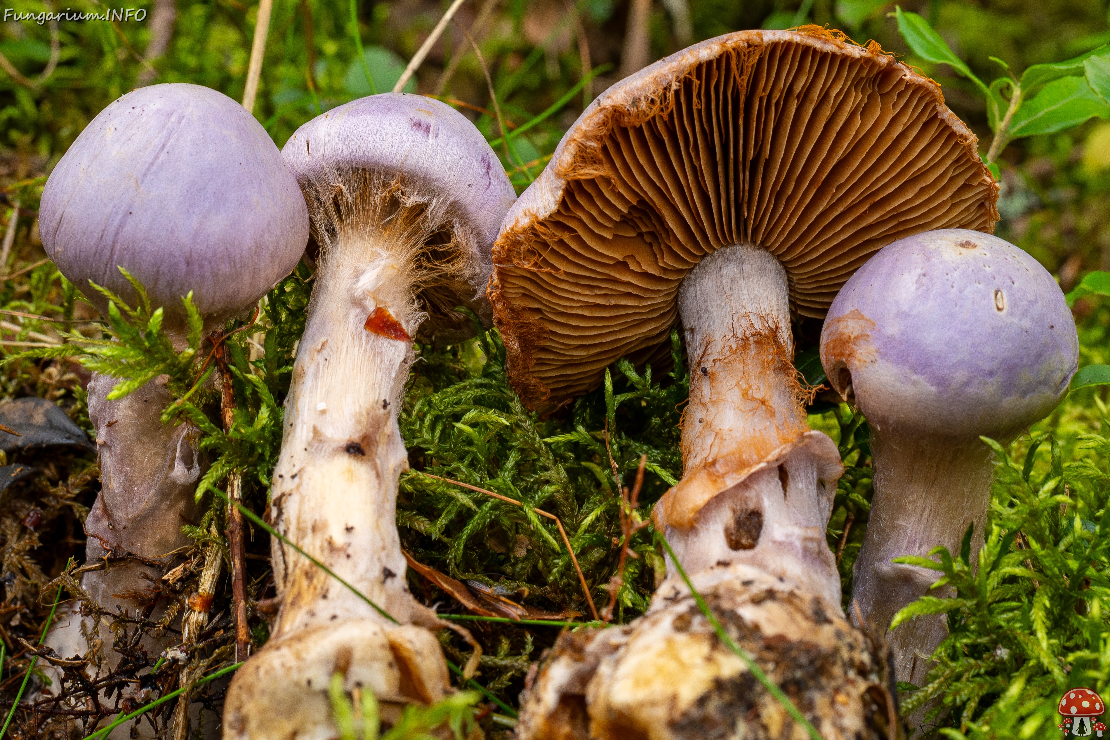 Cortinarius traganus _2025-09-06_1-12 