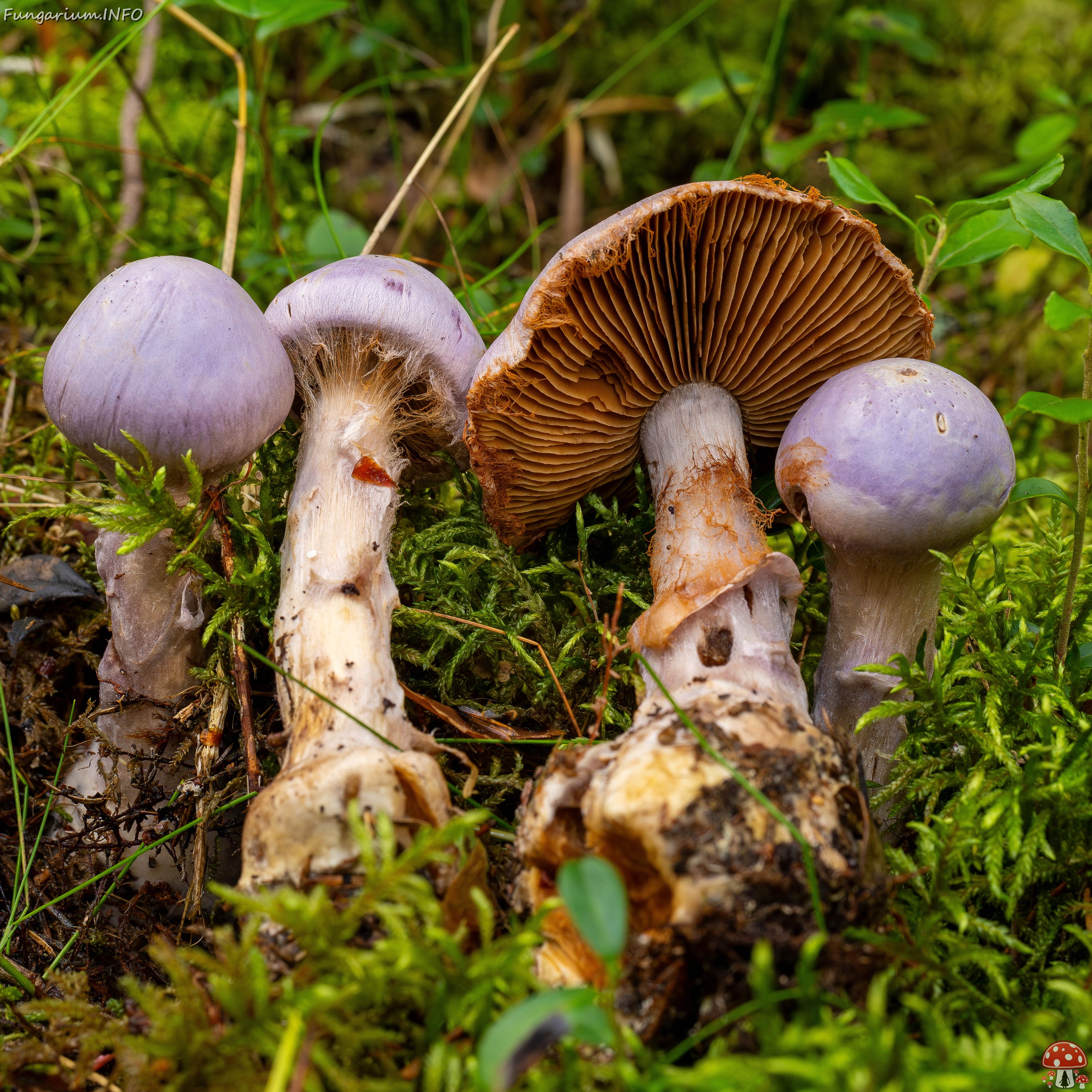 Cortinarius traganus _2025-09-06_1-13 