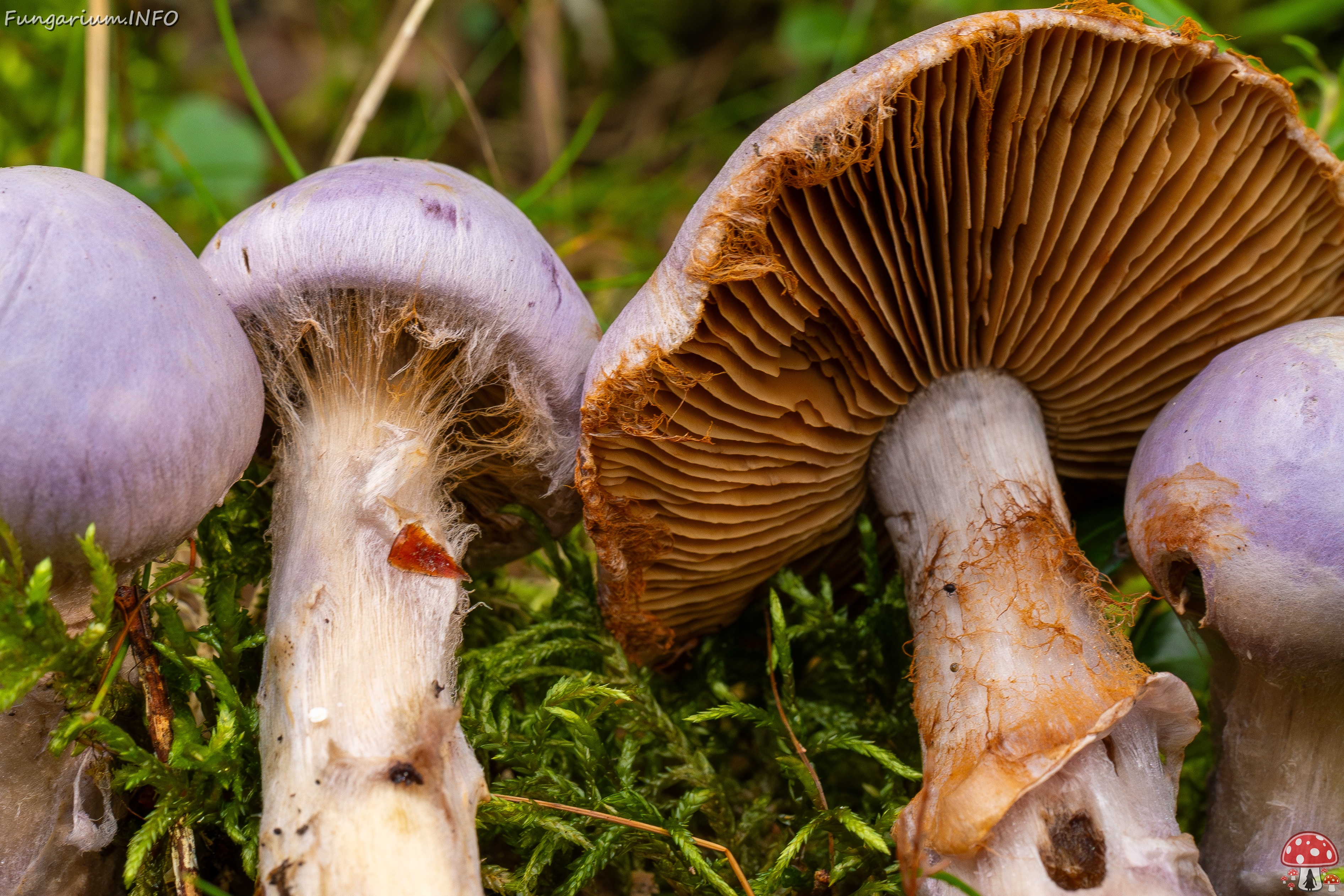 Cortinarius traganus _2025-09-06_1-15 
