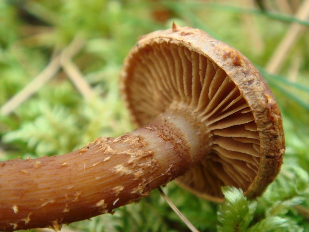 Cortinarius rubellus - Паутинник красивейший - Gorgeous Webcap - Schönfußröhrling