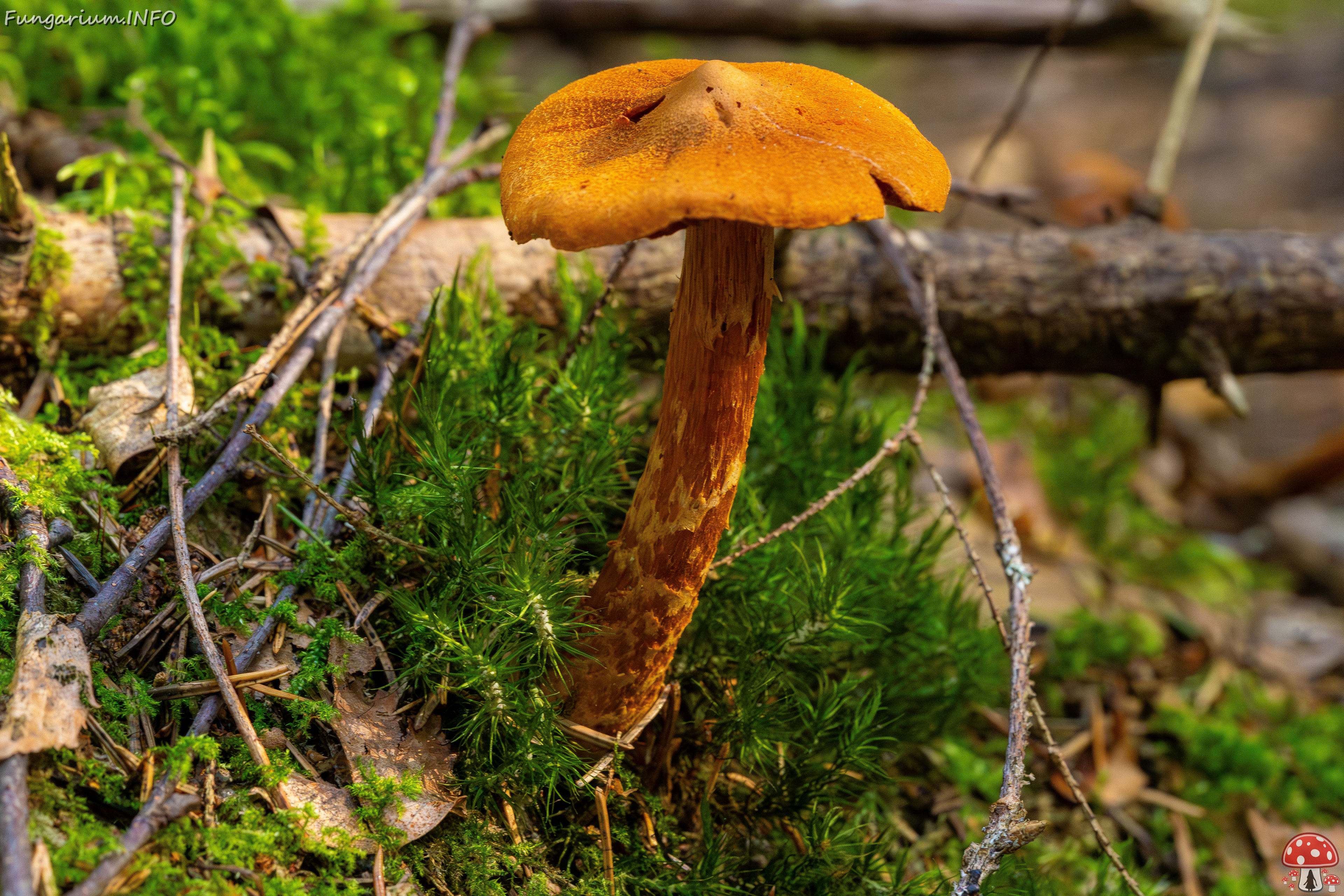 cortinarius-rubellus_1-1 