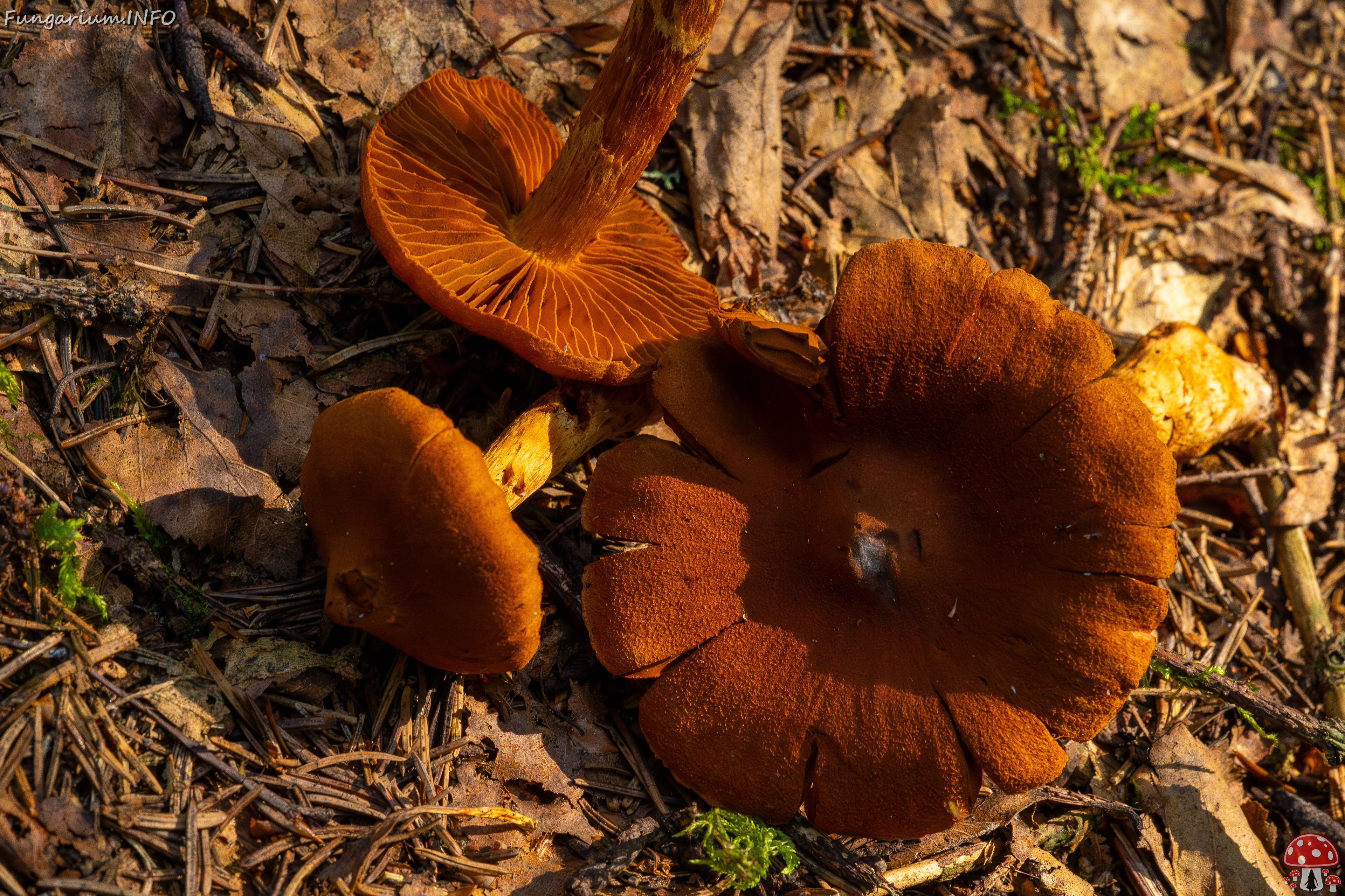 cortinarius-rubellus_1-10 