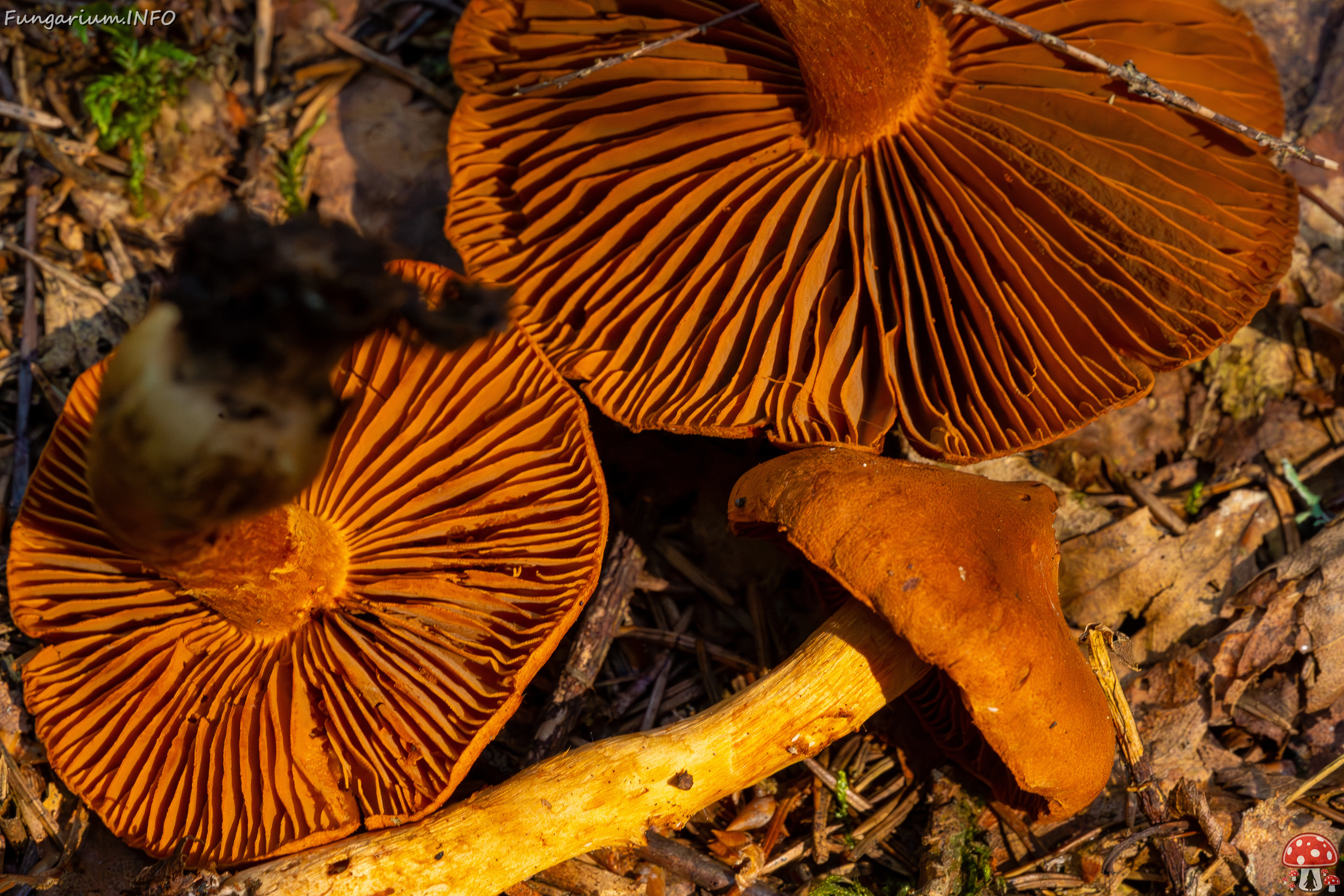 cortinarius-rubellus_1-11 