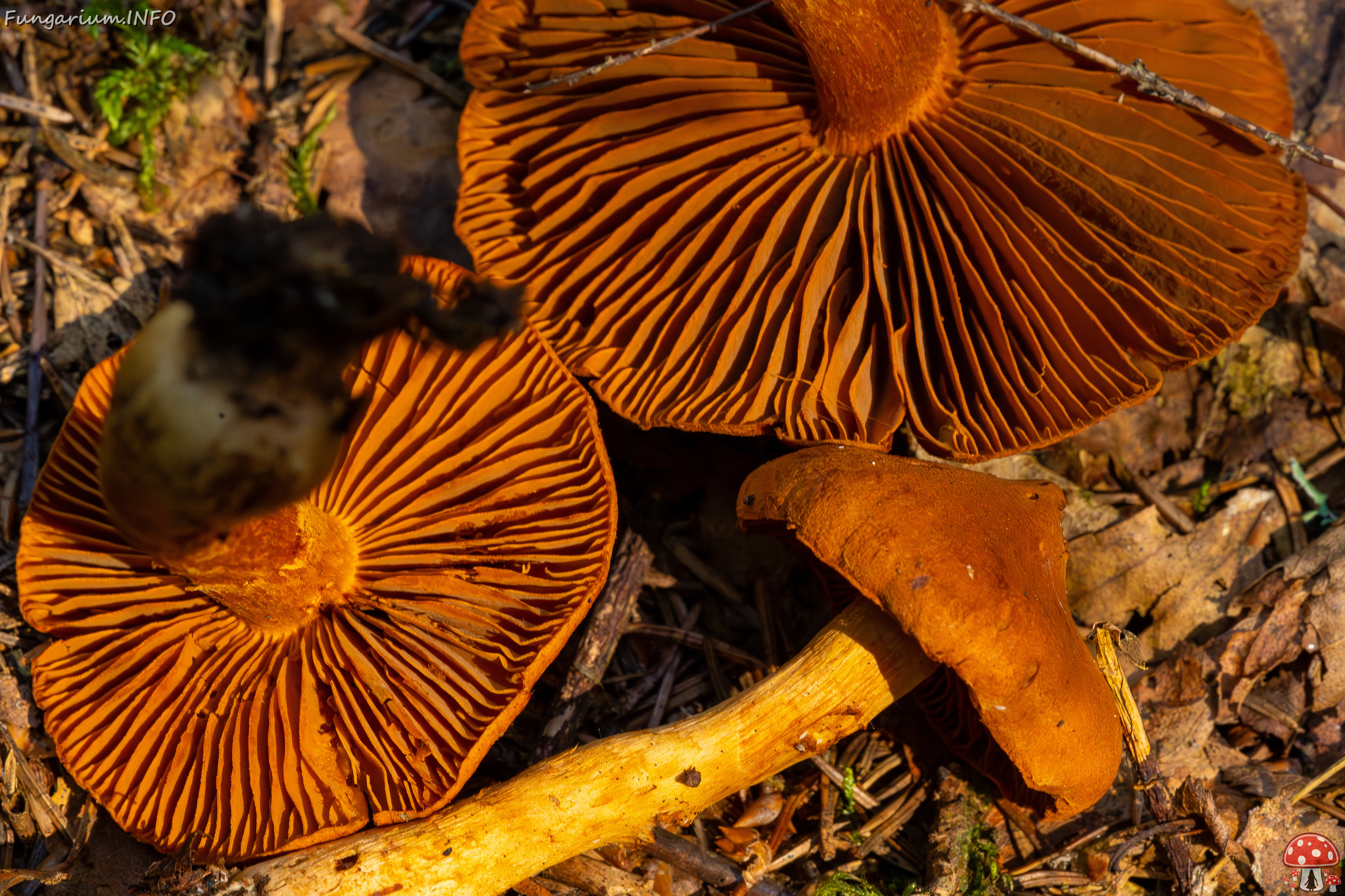 cortinarius-rubellus_1-12 