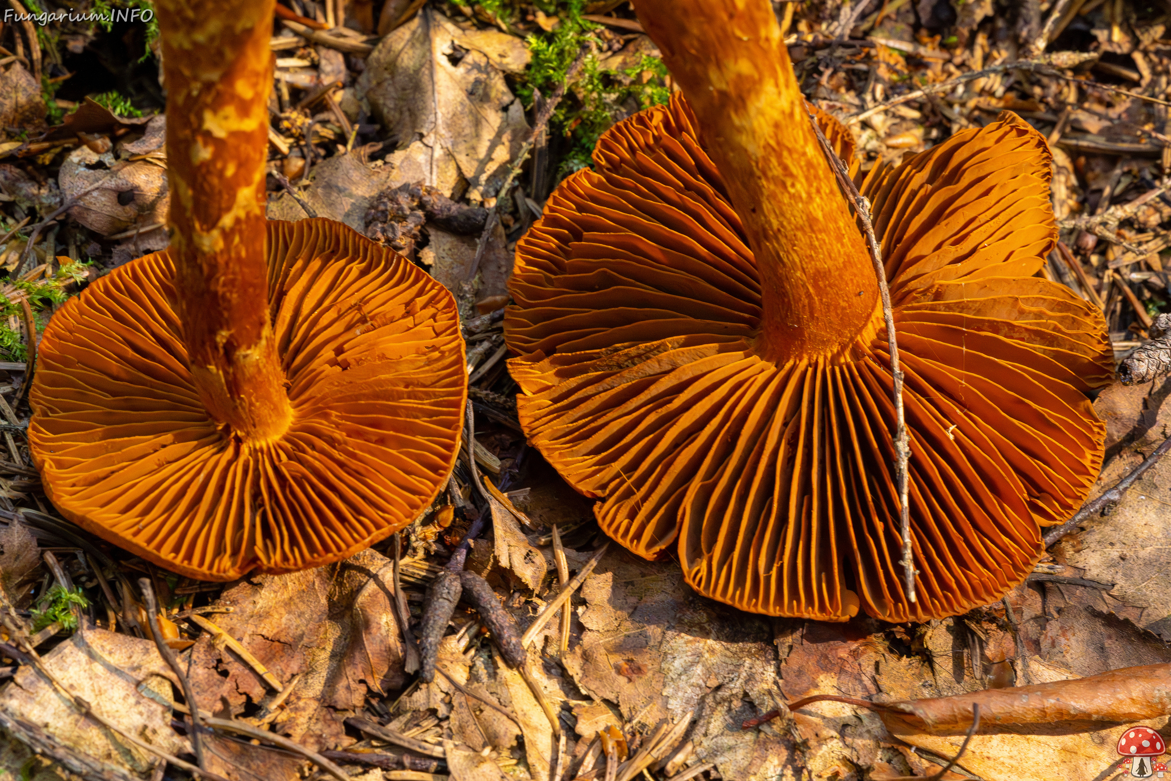 cortinarius-rubellus_1-14 