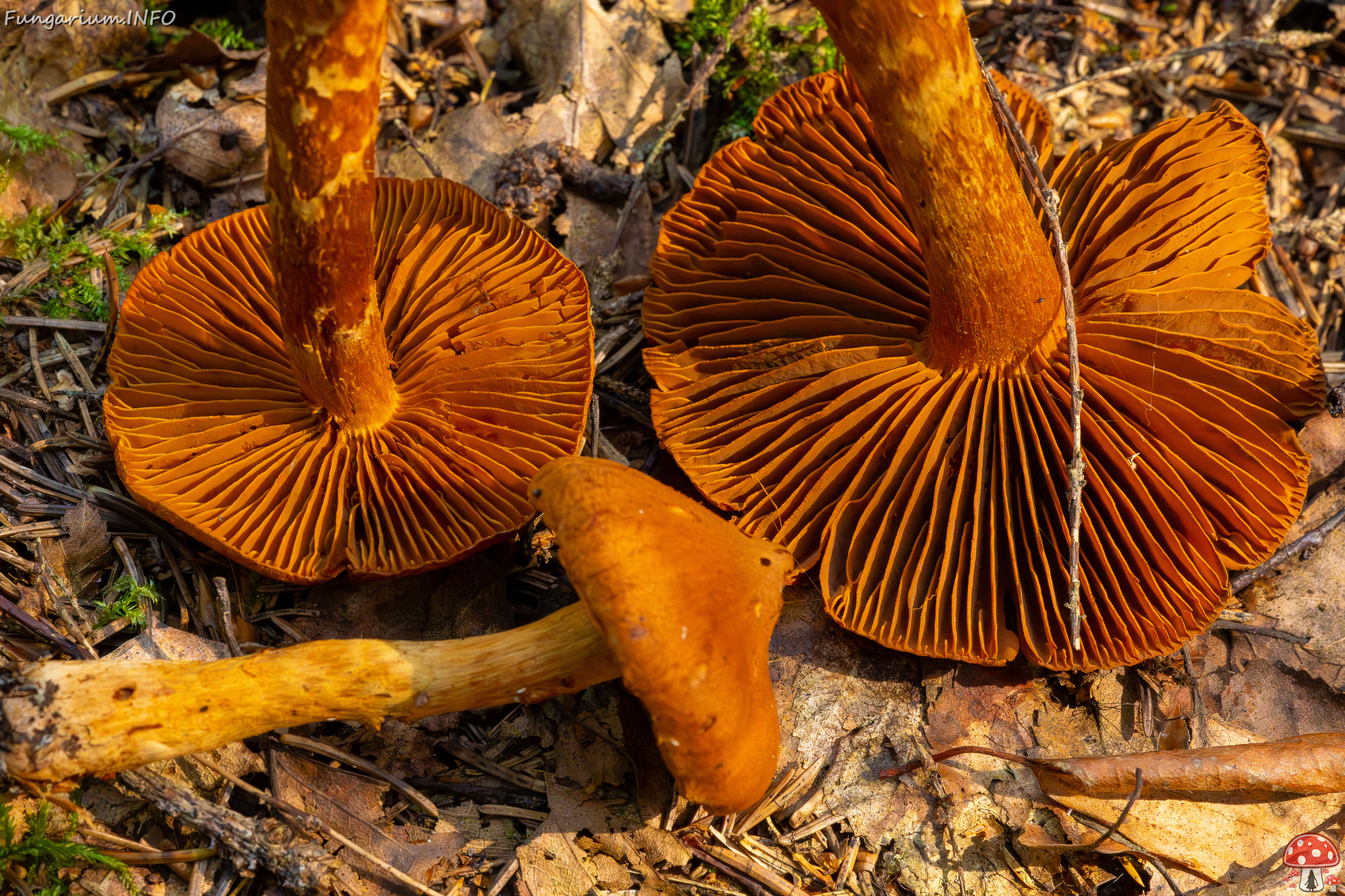 cortinarius-rubellus_1-15 