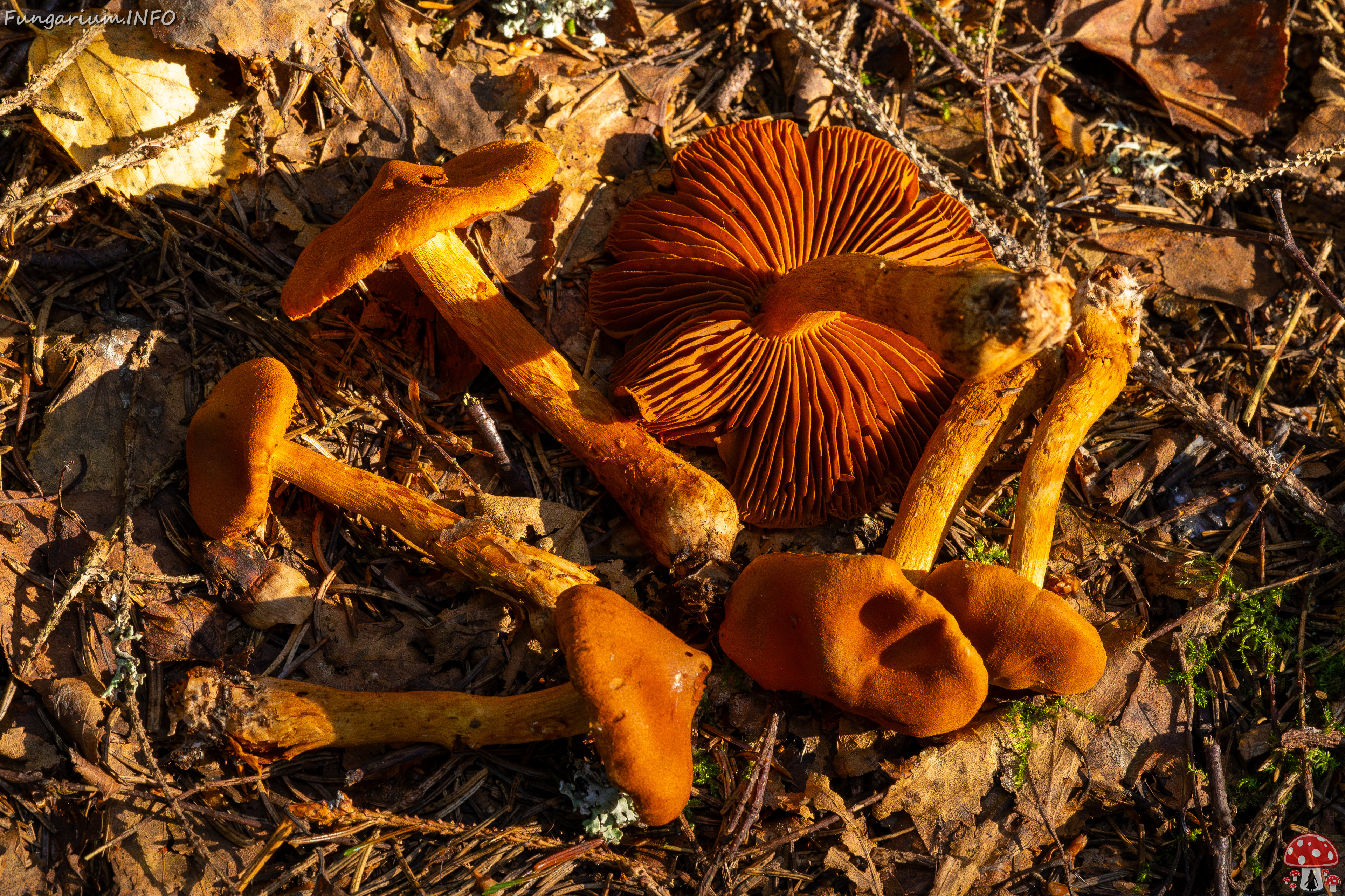 cortinarius-rubellus_1-17 